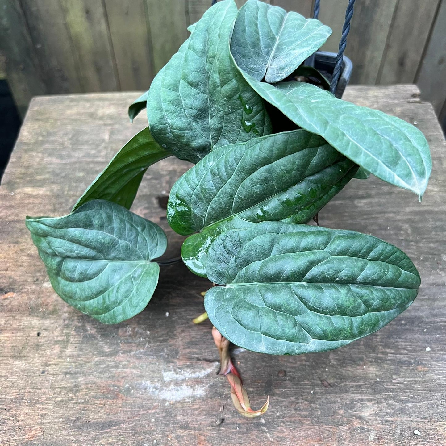 Anthurium Radicans