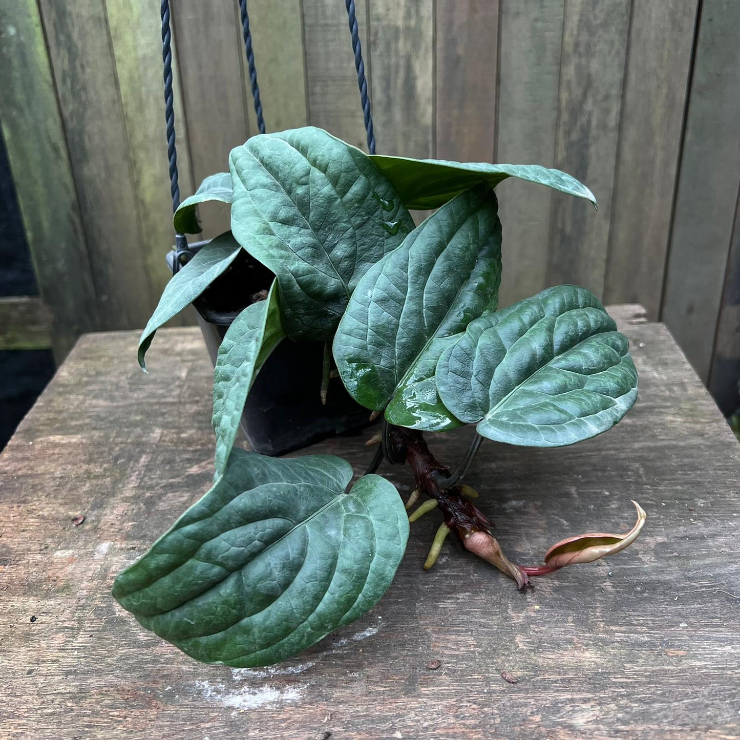 Anthurium Radicans