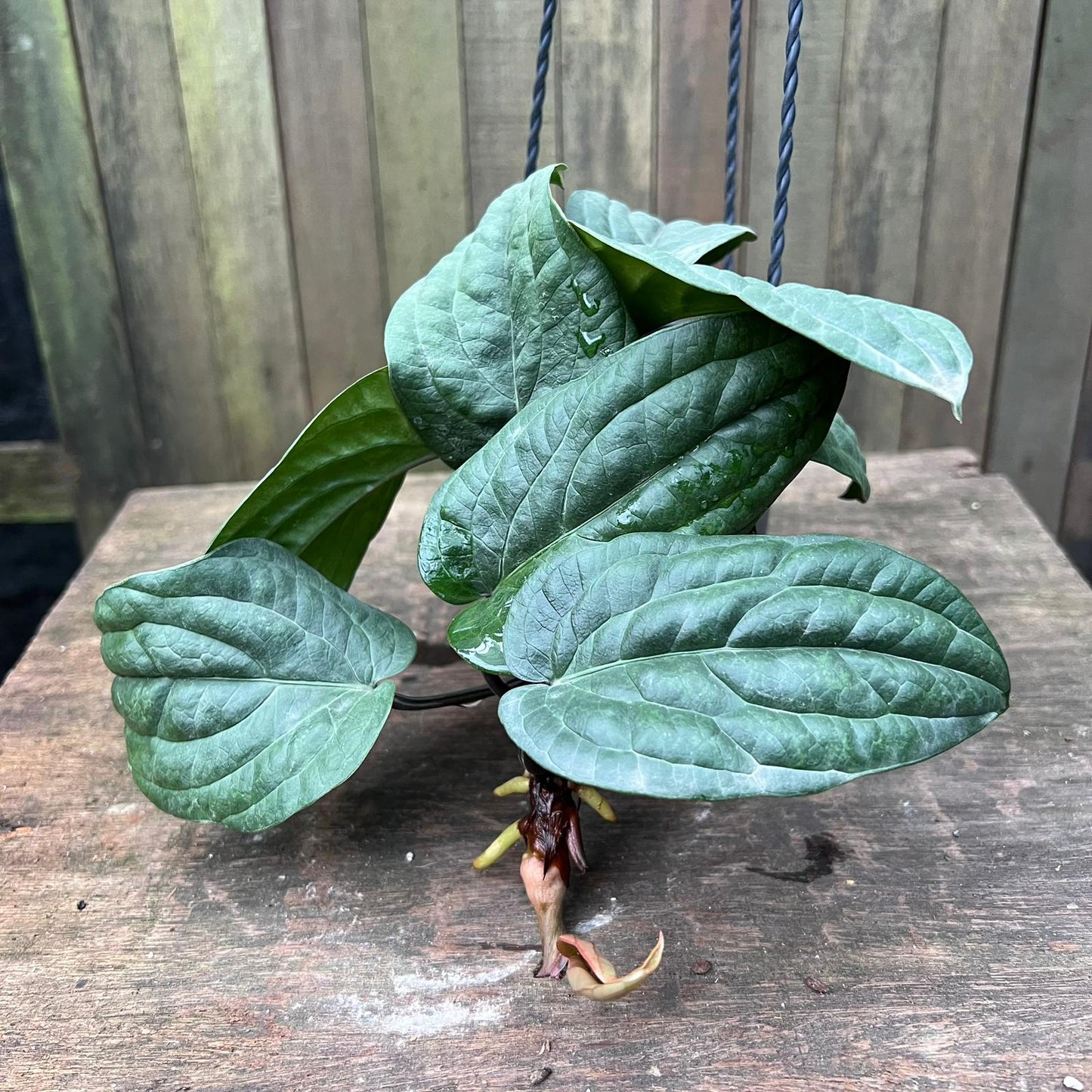 Anthurium Radicans