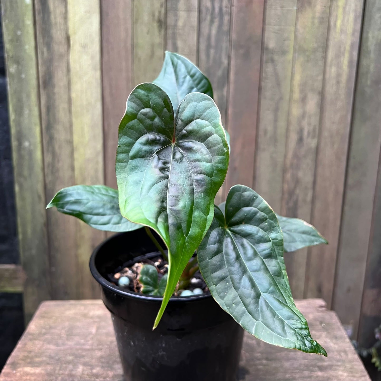 Anthurium 'Eternal Night' Mutant (Luxurians x Papillilaminum)