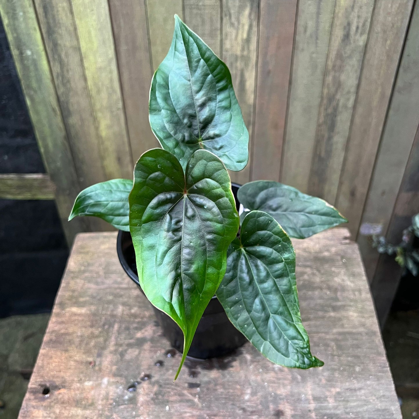Anthurium 'Eternal Night' Mutant (Luxurians x Papillilaminum)