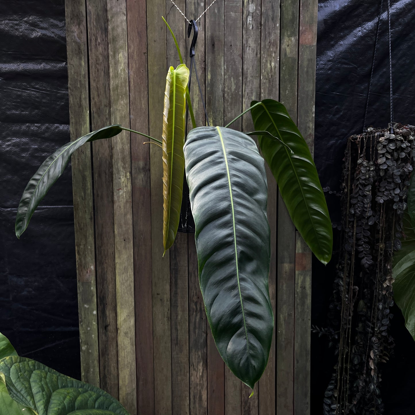 Philodendron Patriciae (A)