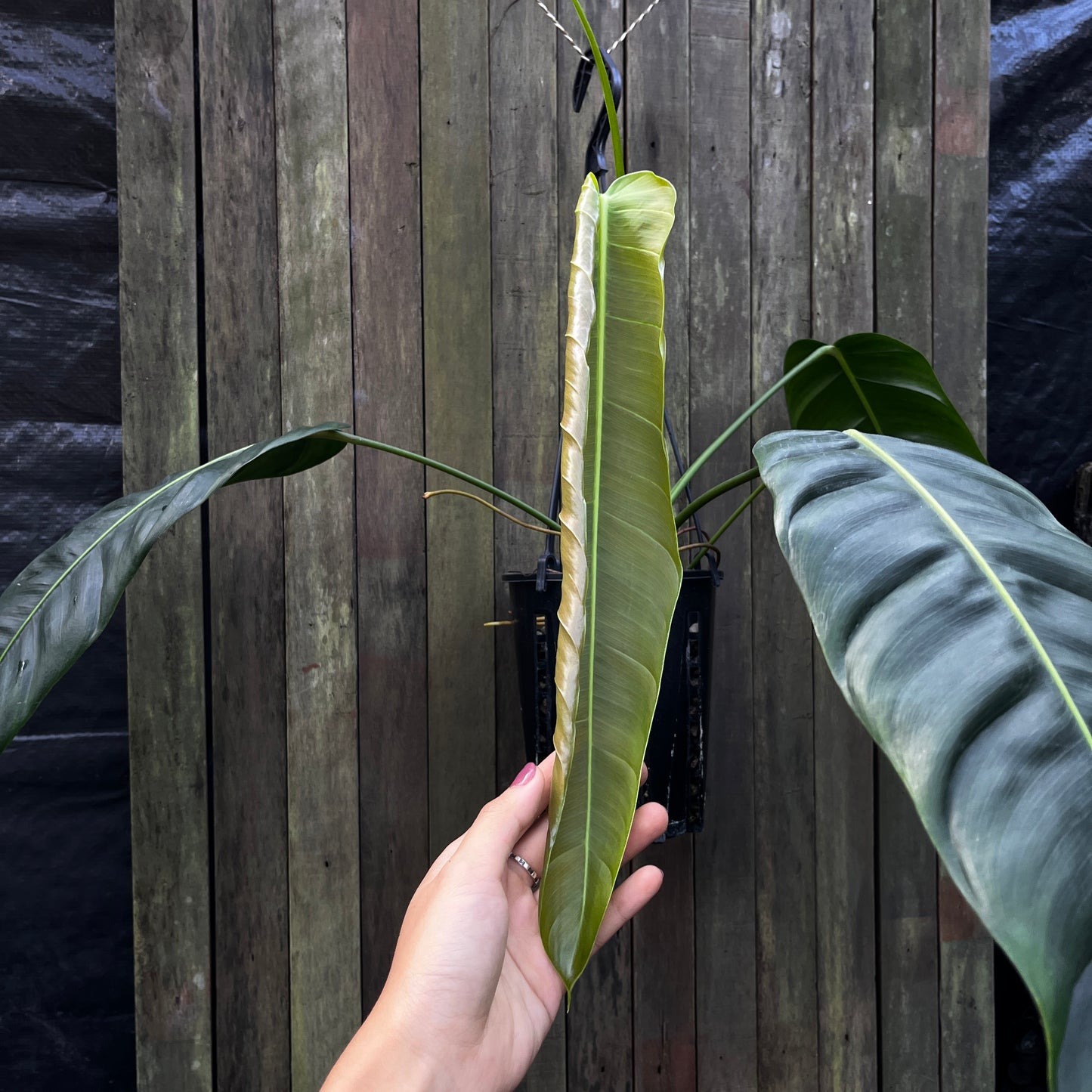 Philodendron Patriciae (A)