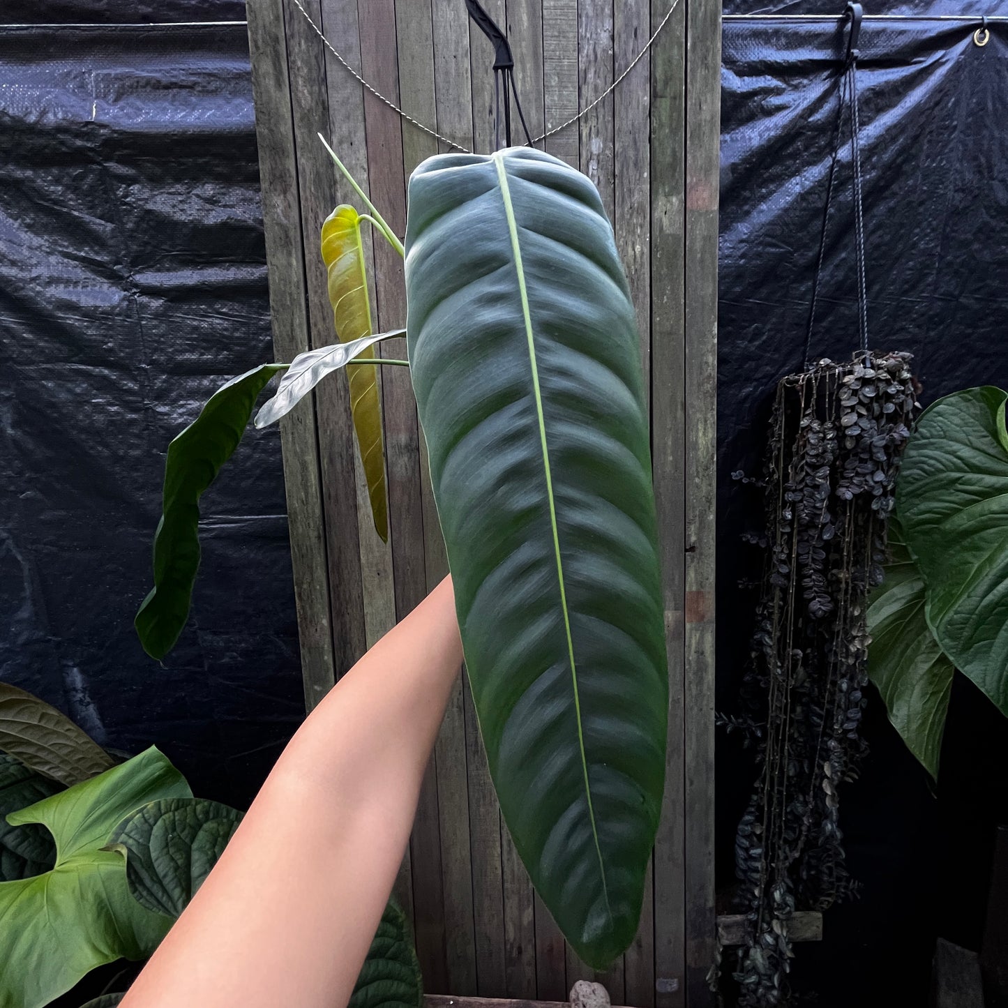 Philodendron Patriciae (A)