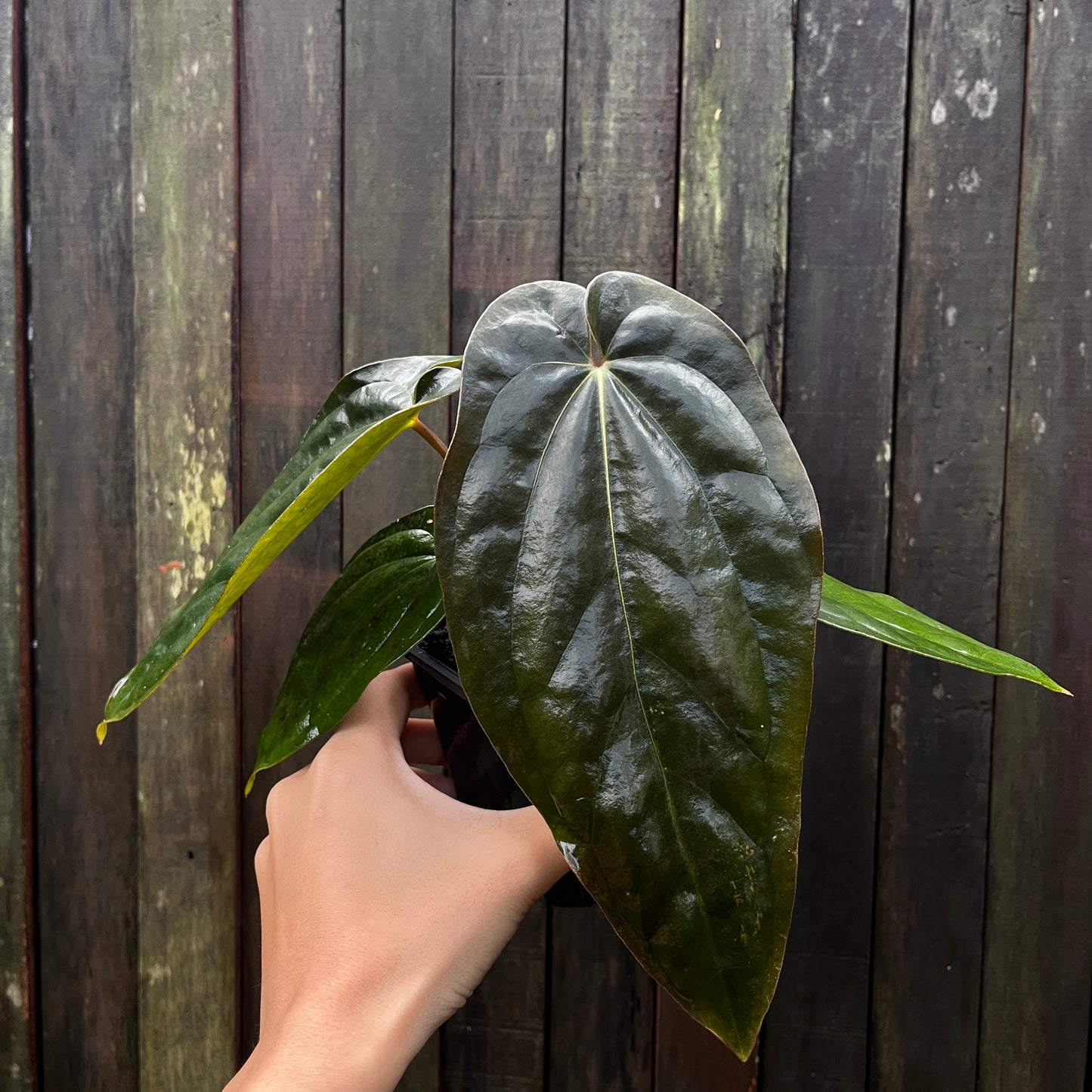 Anthurium Black Velvet Eastern Panama (Narrow)