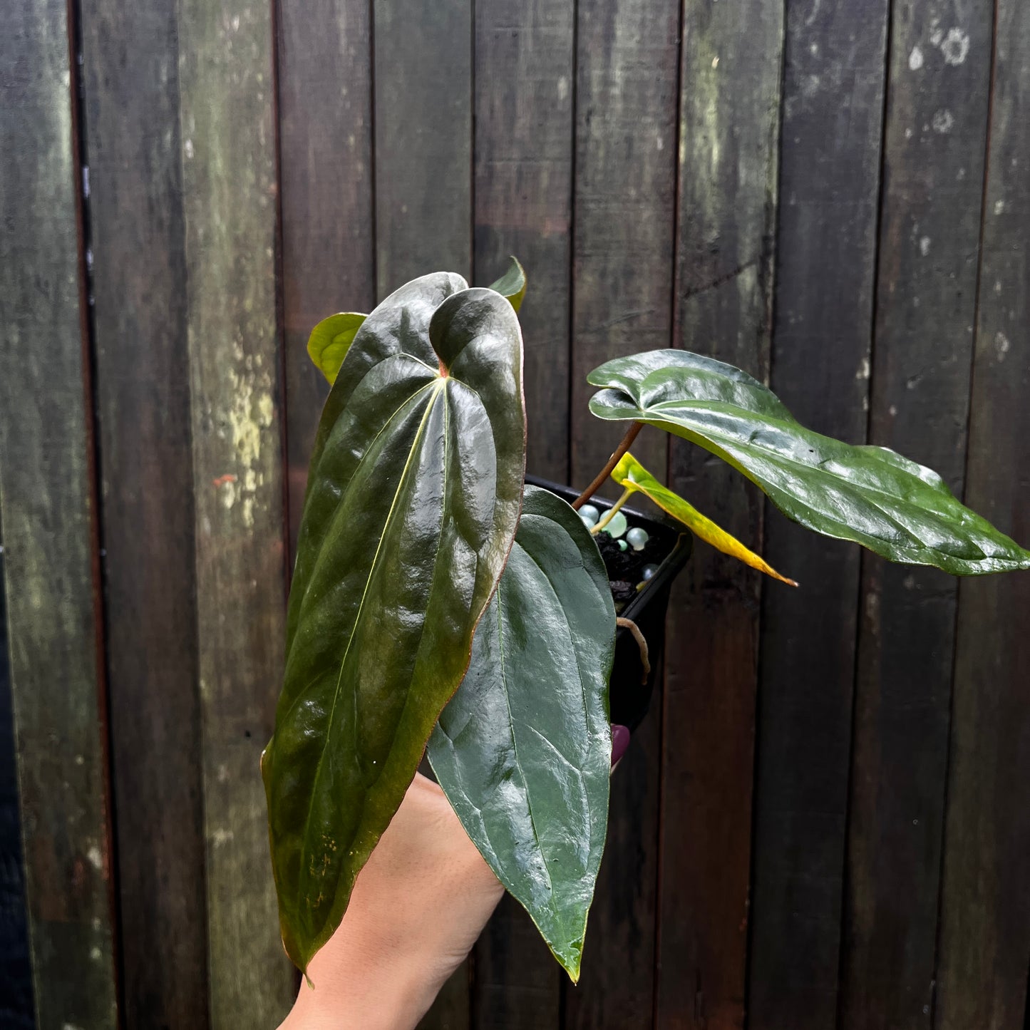 Anthurium Black Velvet Eastern Panama (Narrow)