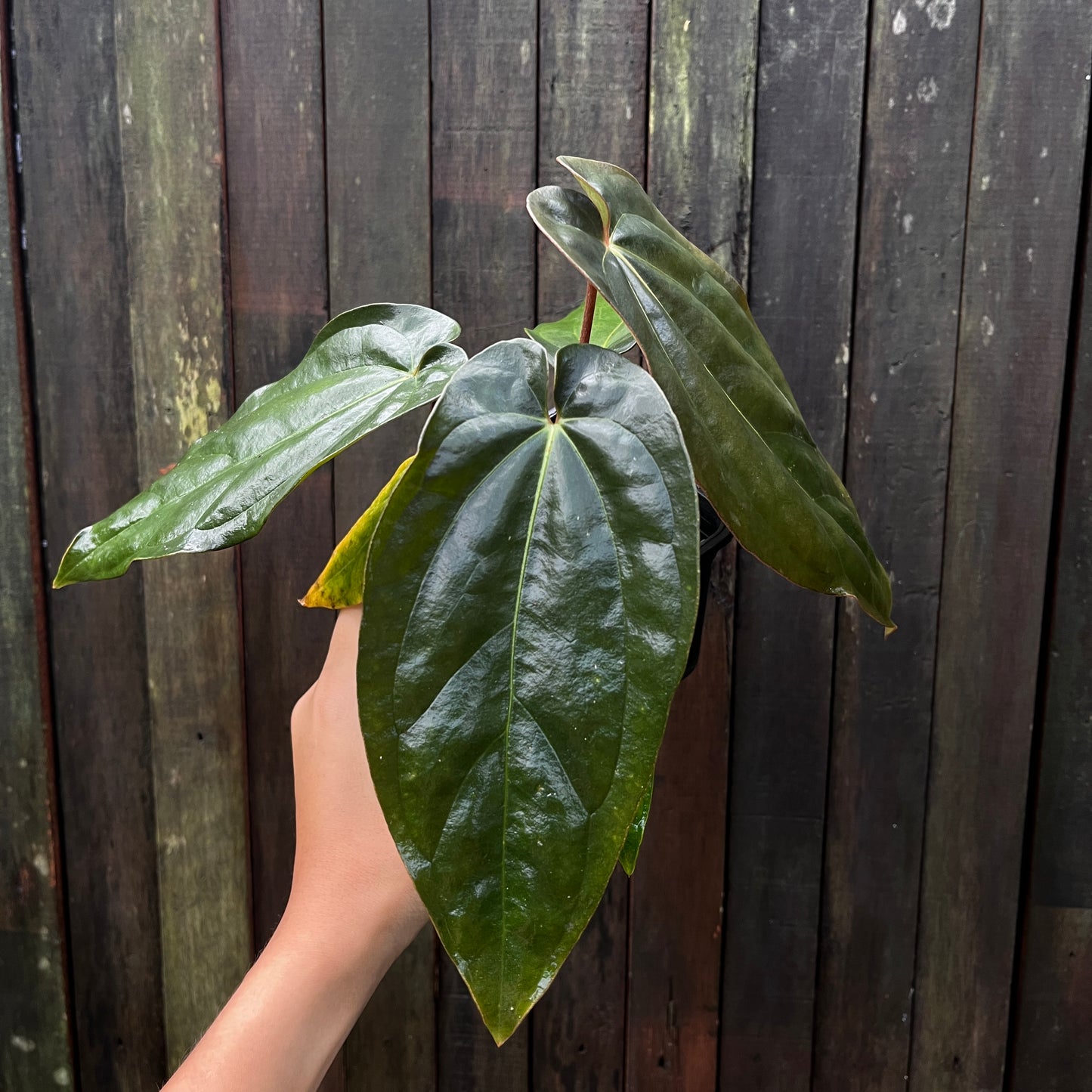 Anthurium Black Velvet Eastern Panama (Narrow)