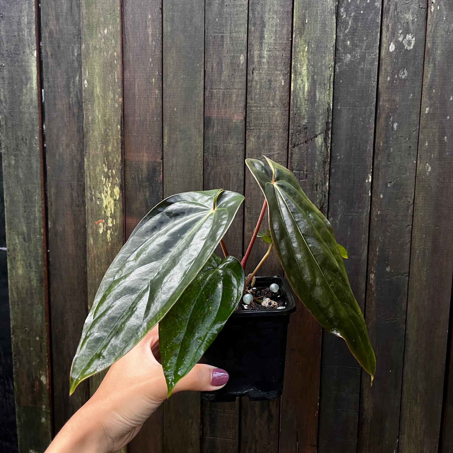 Anthurium Black Velvet Eastern Panama (Narrow)