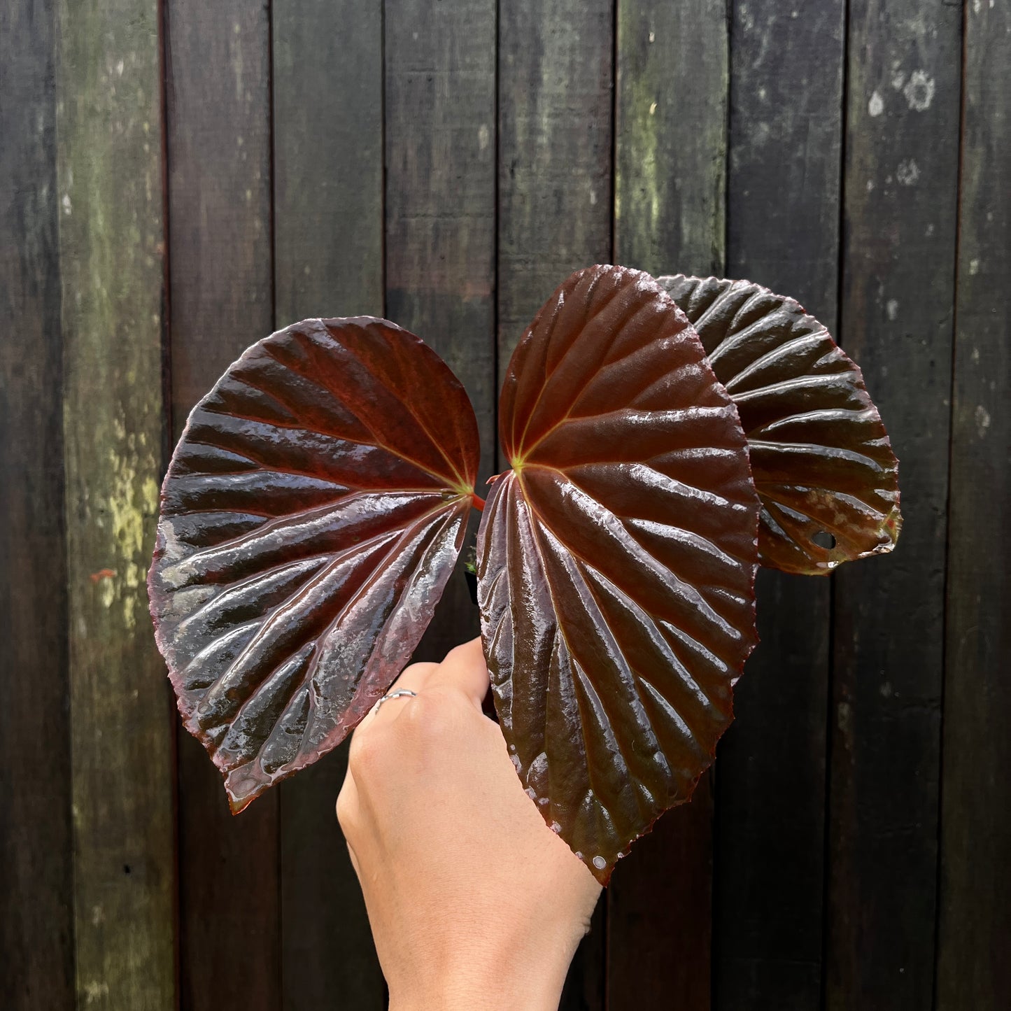 Begonia sp 'Black Metallic'