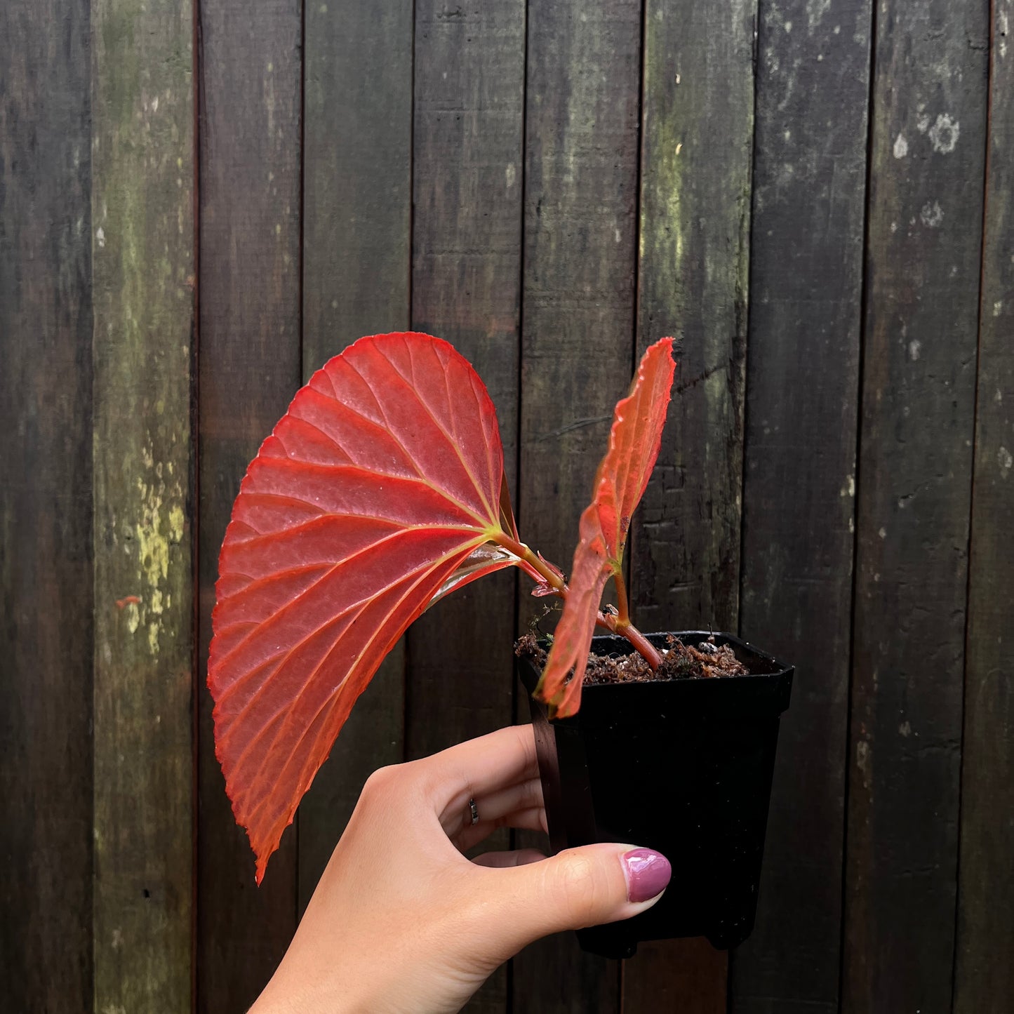 Begonia sp 'Black Metallic'