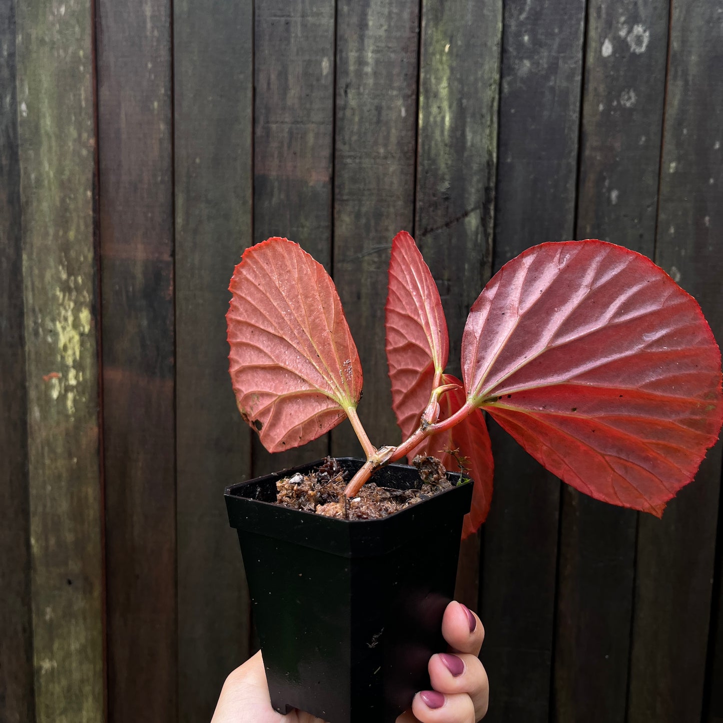 Begonia sp 'Black Metallic'