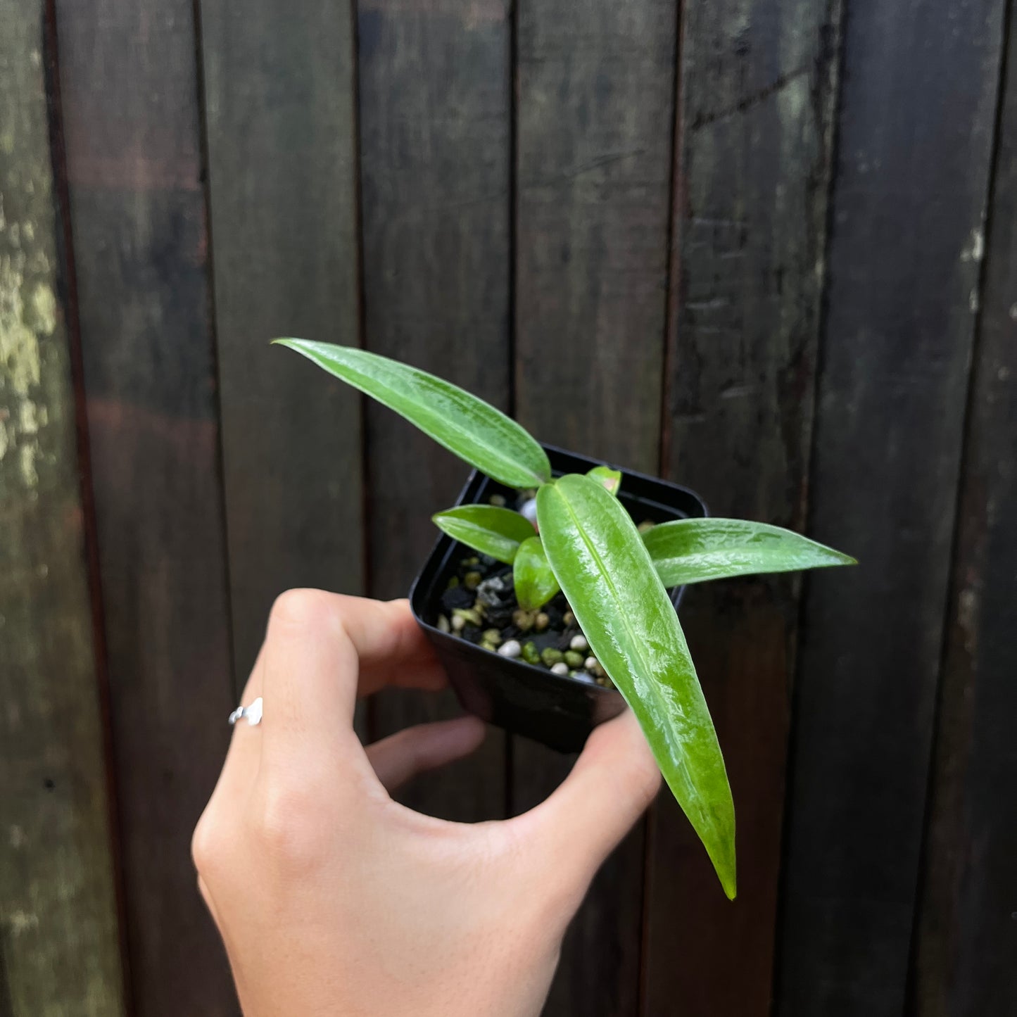 Anthurium Wendlingeri “JV”