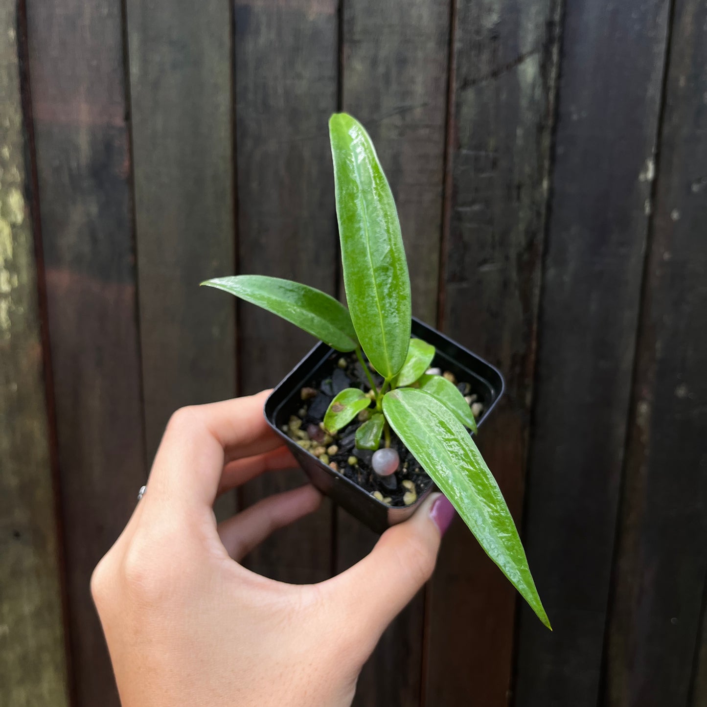 Anthurium Wendlingeri “JV”