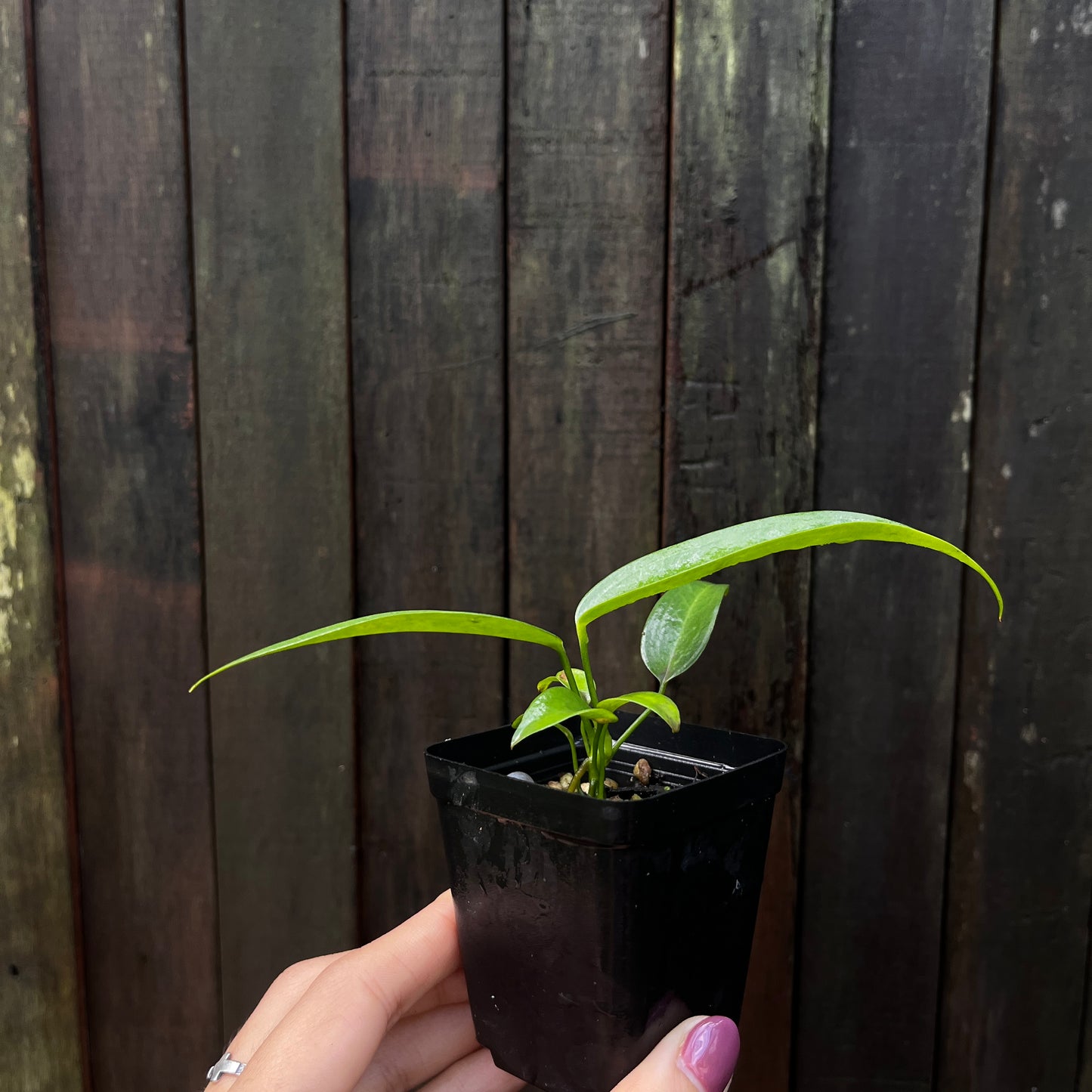 Anthurium Wendlingeri “JV”