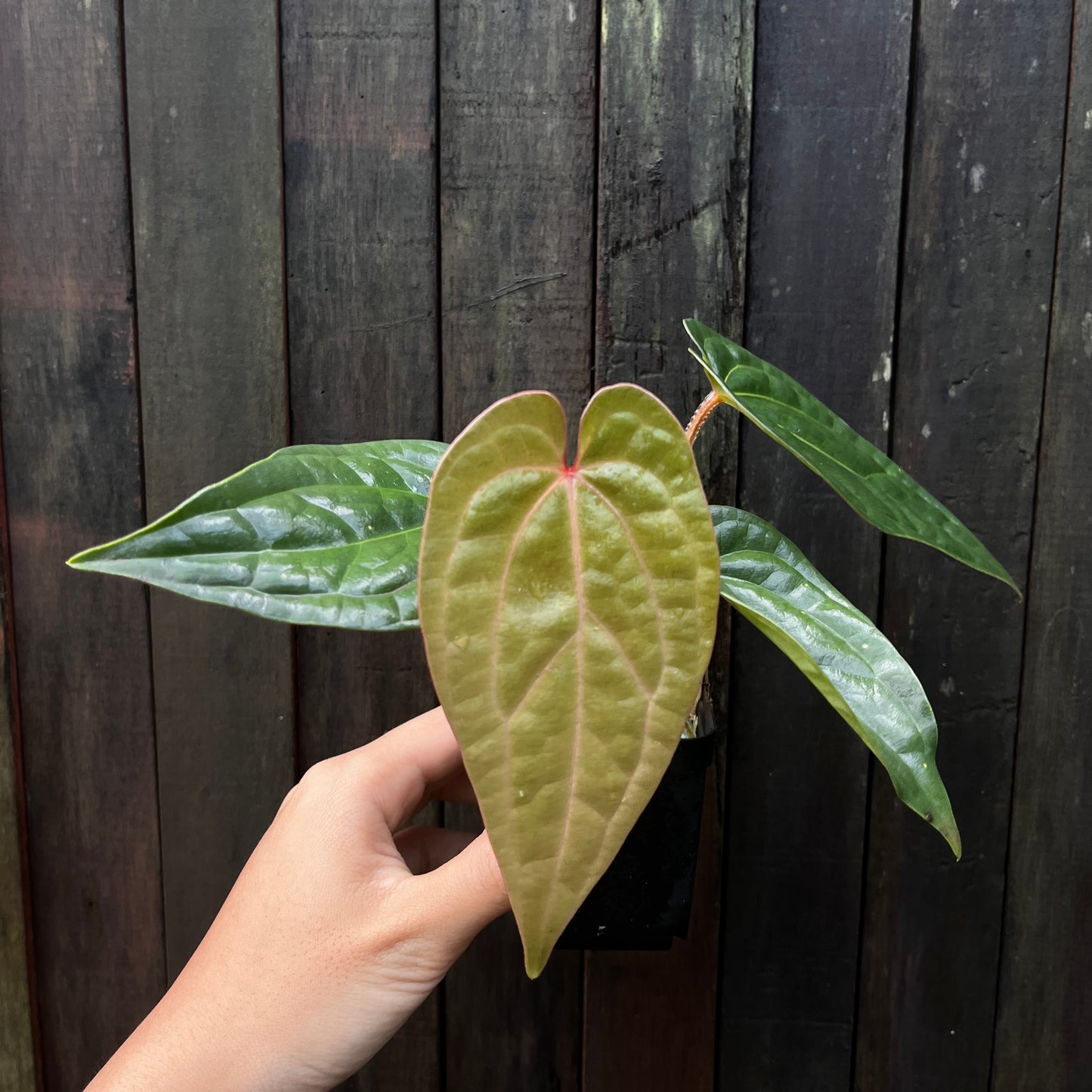 Anthurium Luxurians x Vintage Papillilaminum