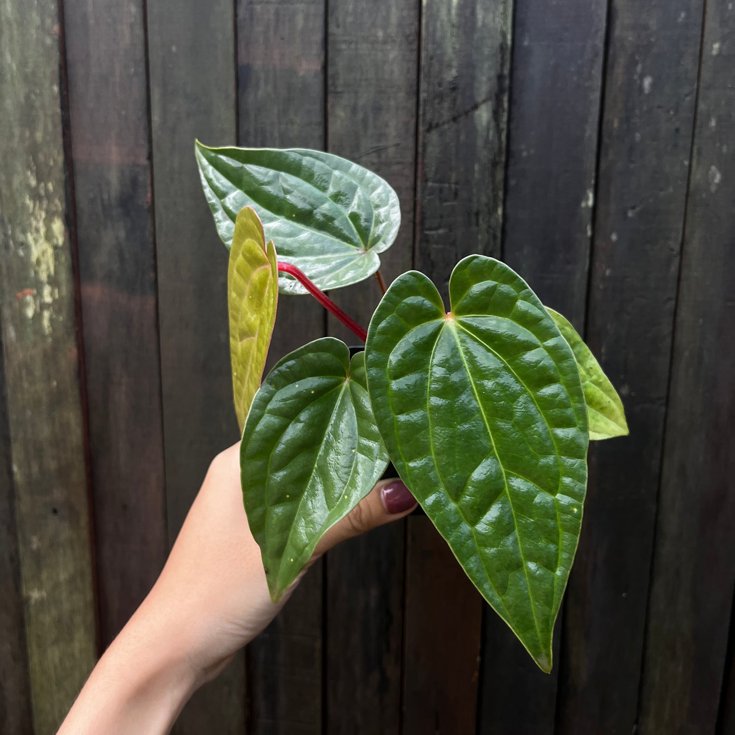Anthurium Luxurians x Vintage Papillilaminum