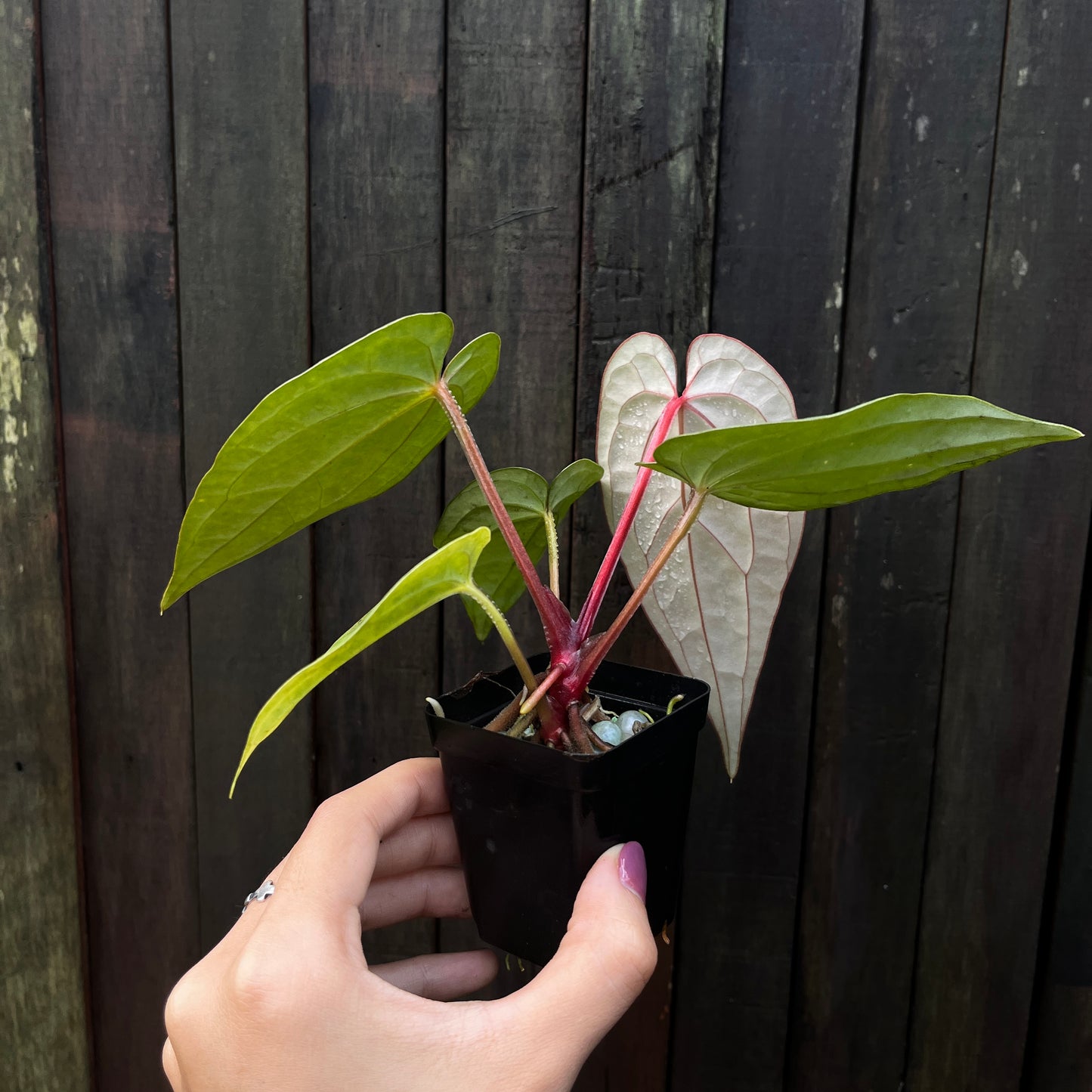 Anthurium Luxurians x Vintage Papillilaminum