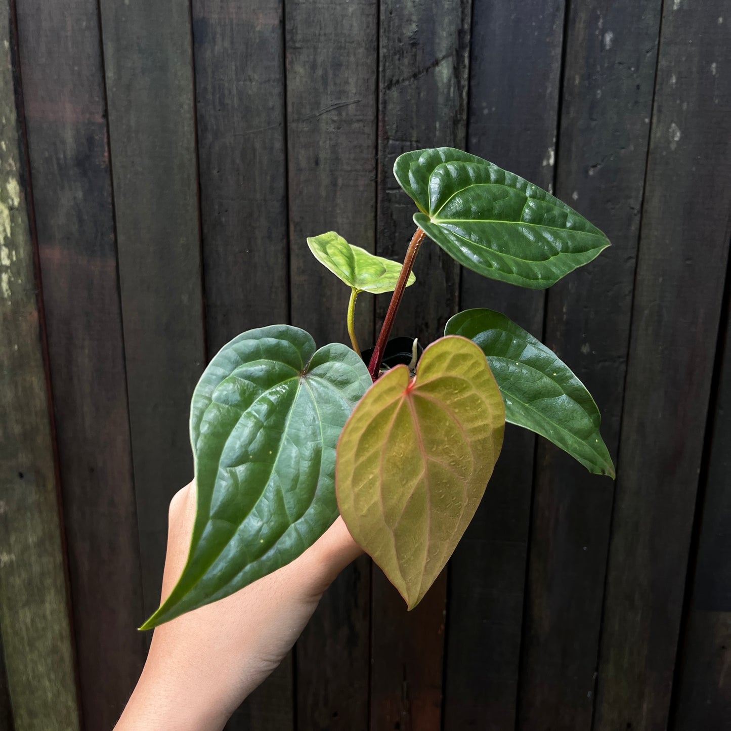 Anthurium Luxurians x Vintage Papillilaminum