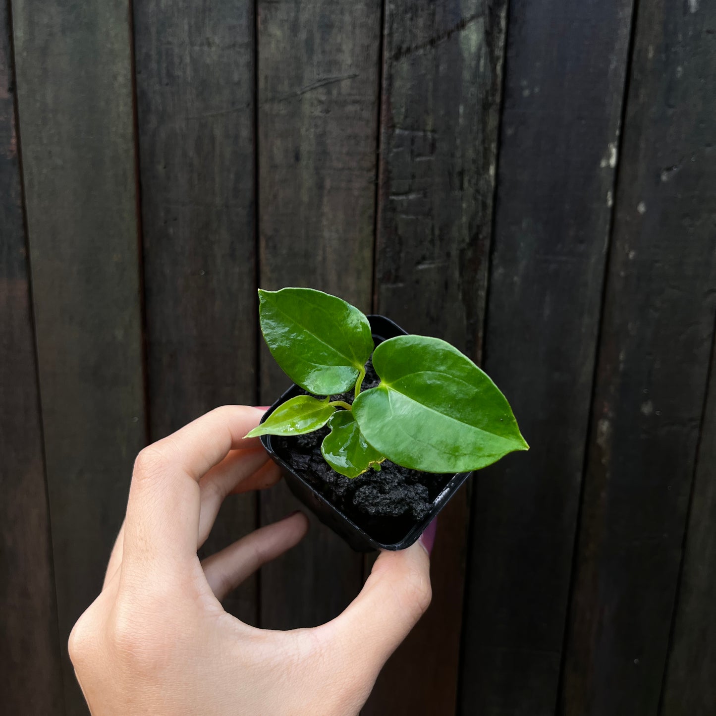 Anthurium 'Blue' Papillilaminum x Self