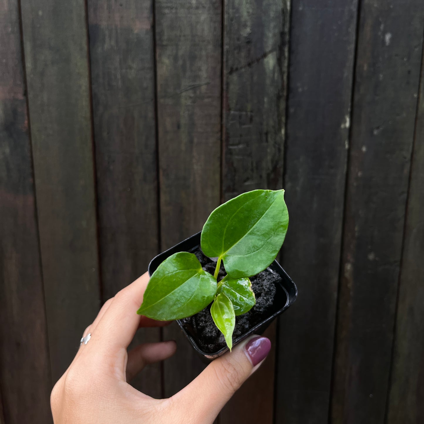 Anthurium 'Blue' Papillilaminum x Self