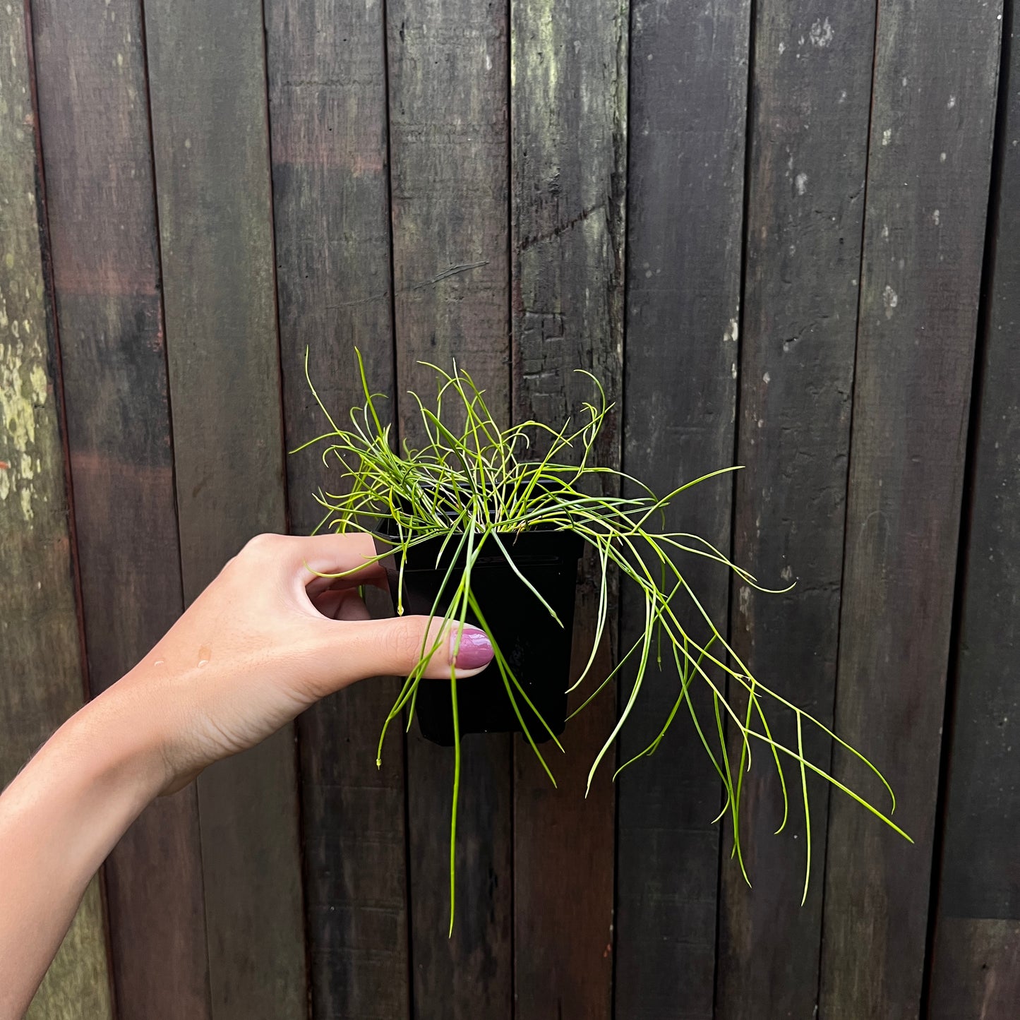 Dendrobium sp
