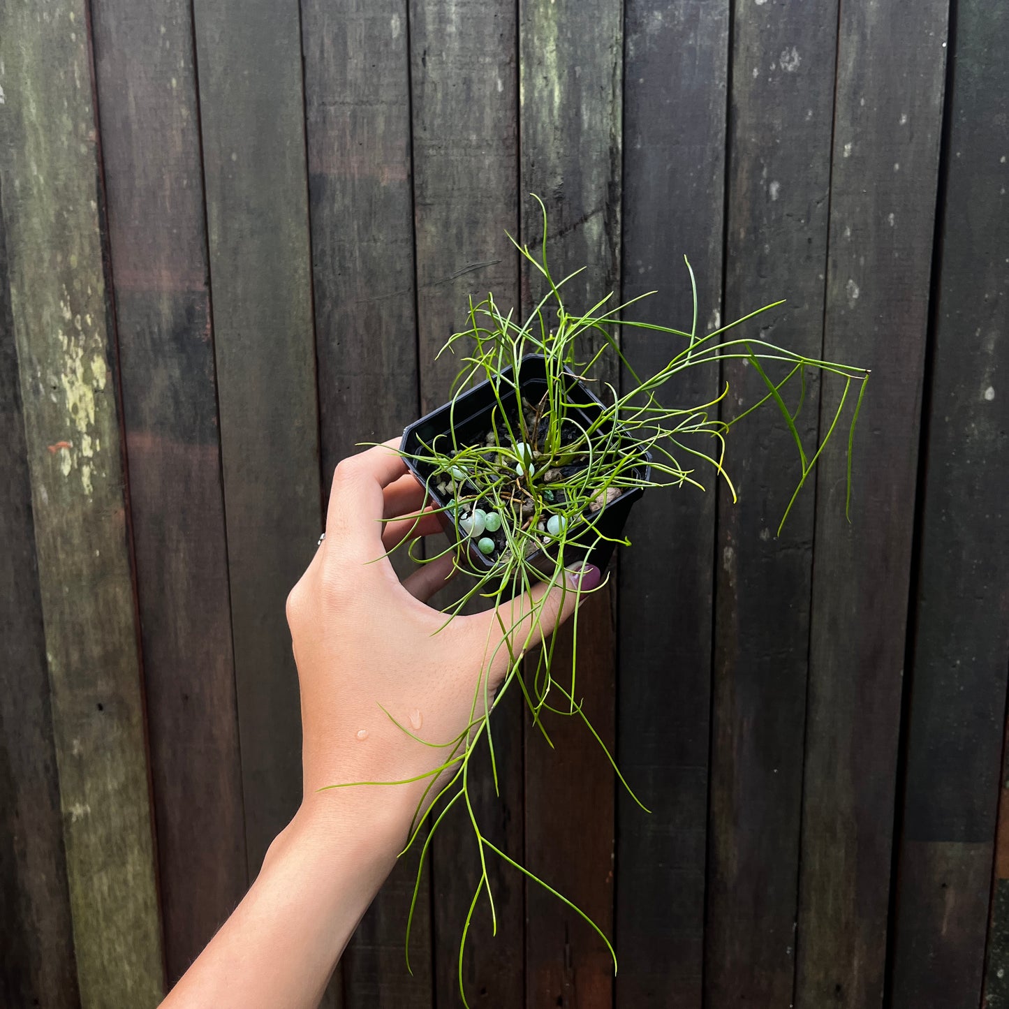 Dendrobium sp