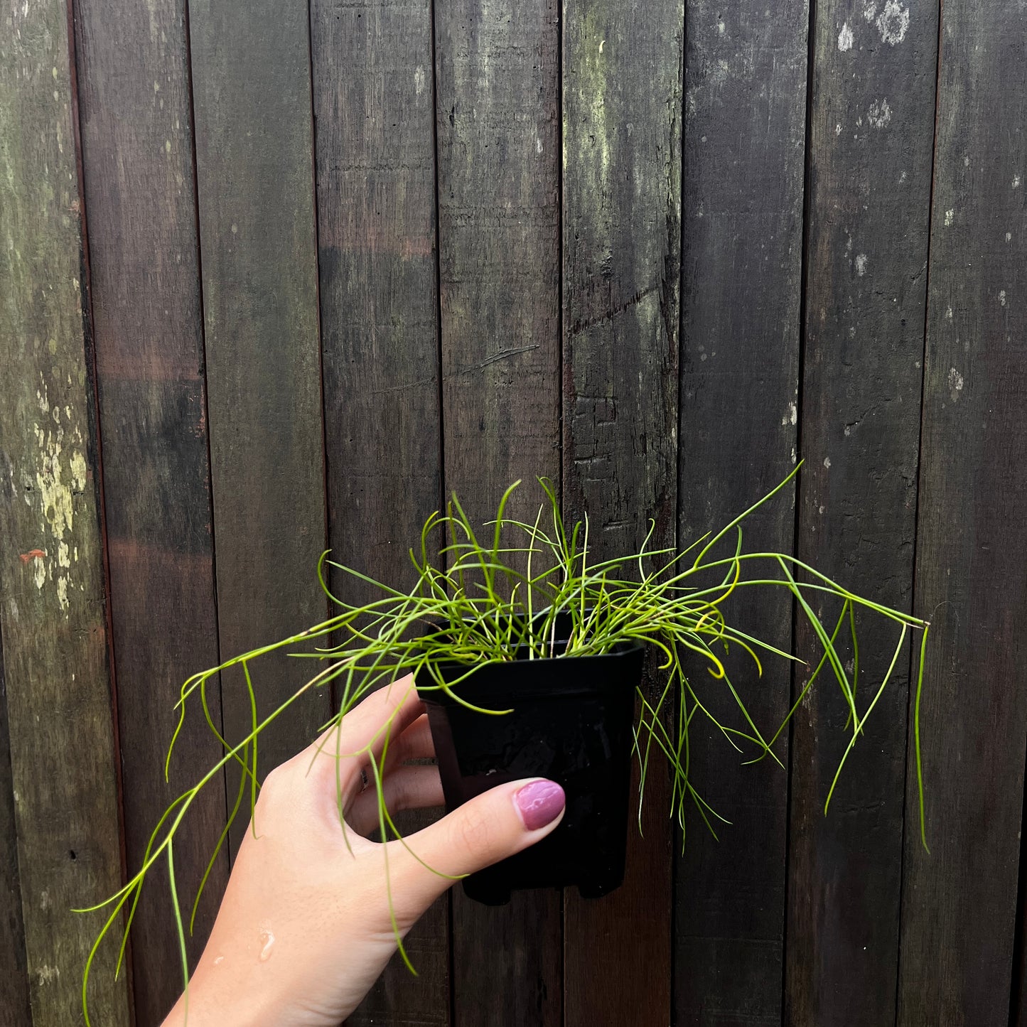 Dendrobium sp