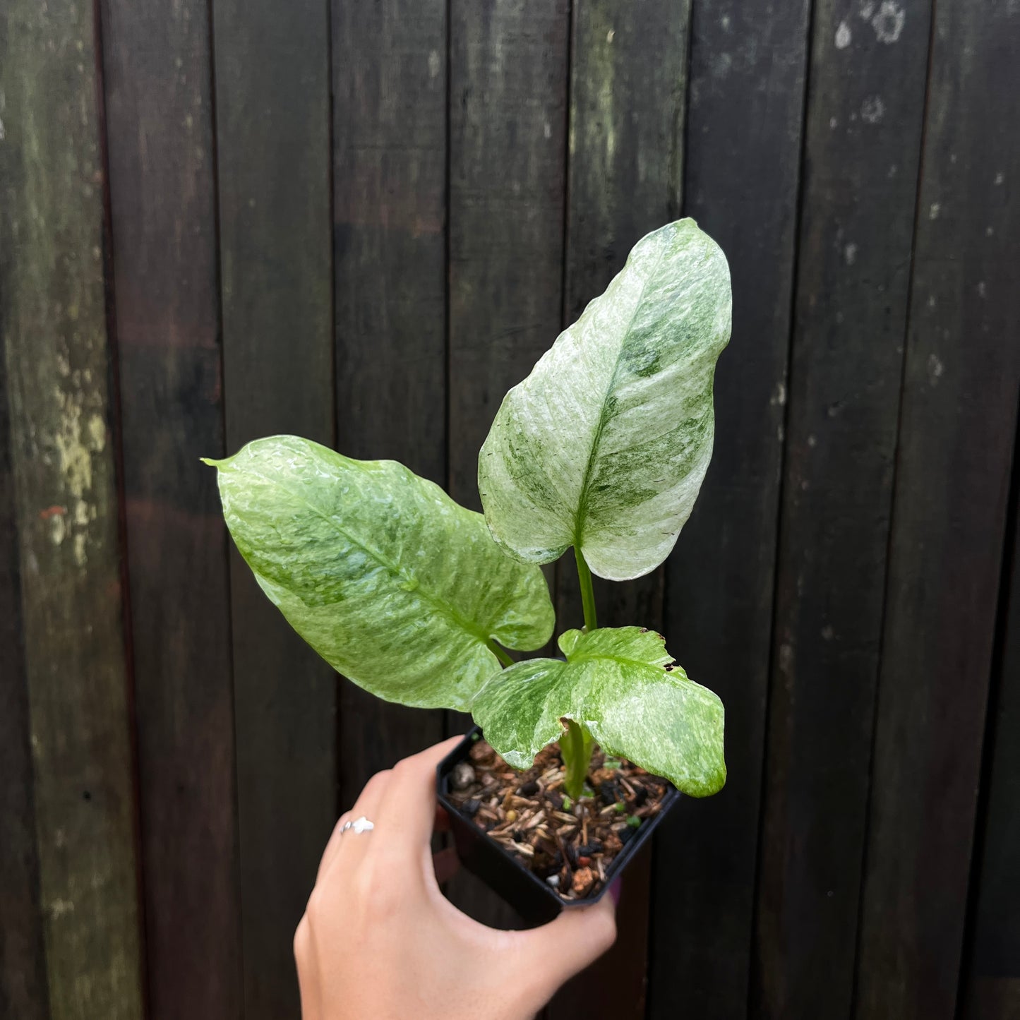Homalomena sp Variegata 'Ghost'