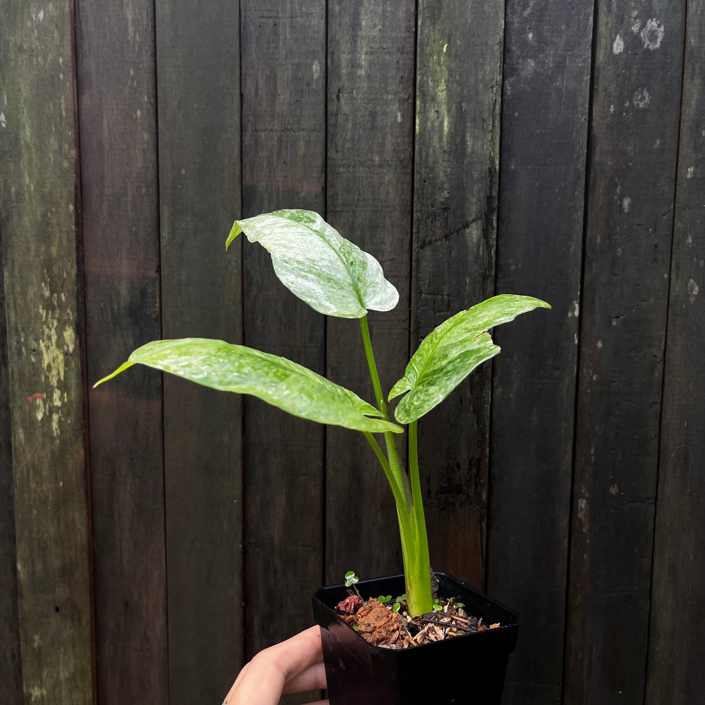 Homalomena sp Variegata 'Ghost'