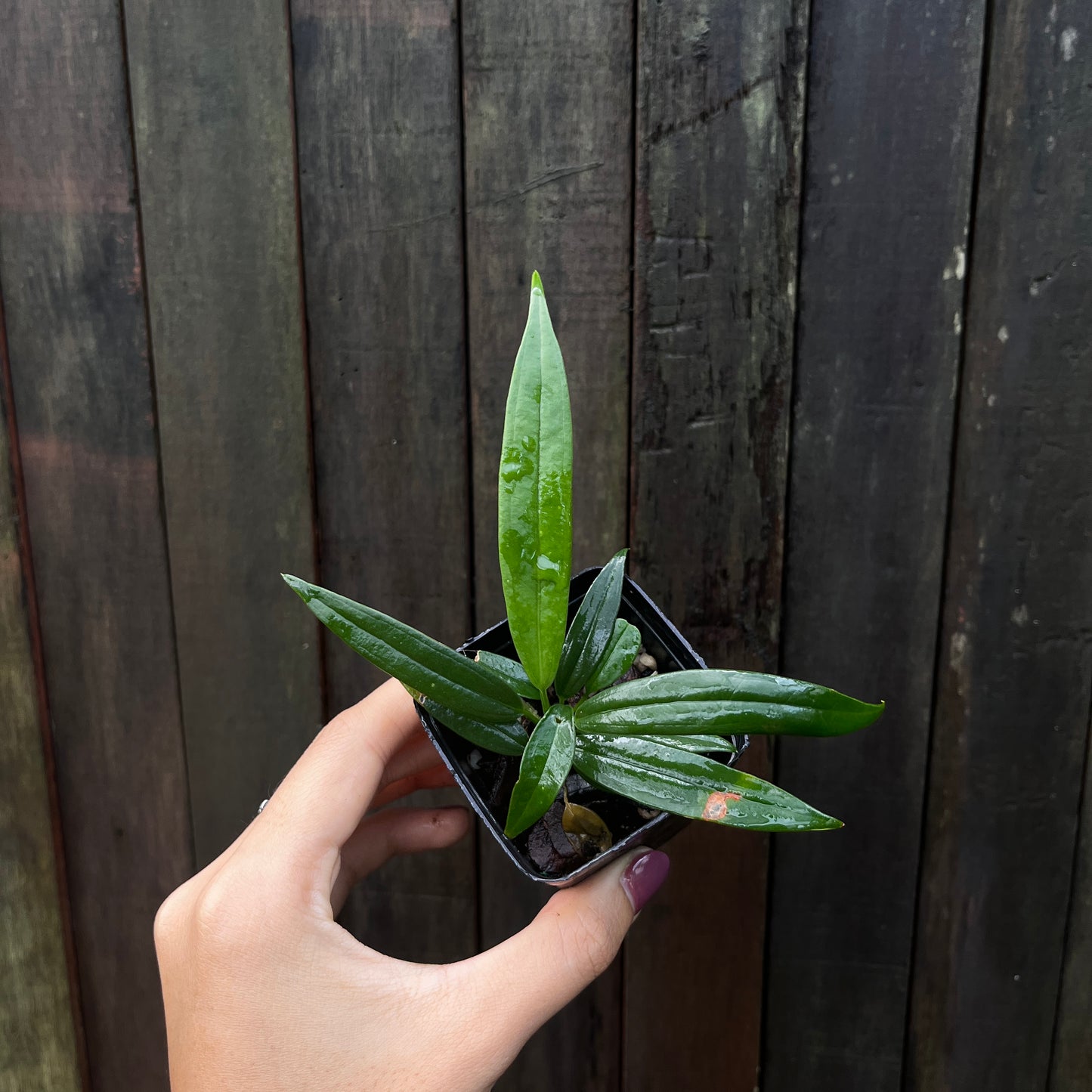 Anthurium Bakeri
