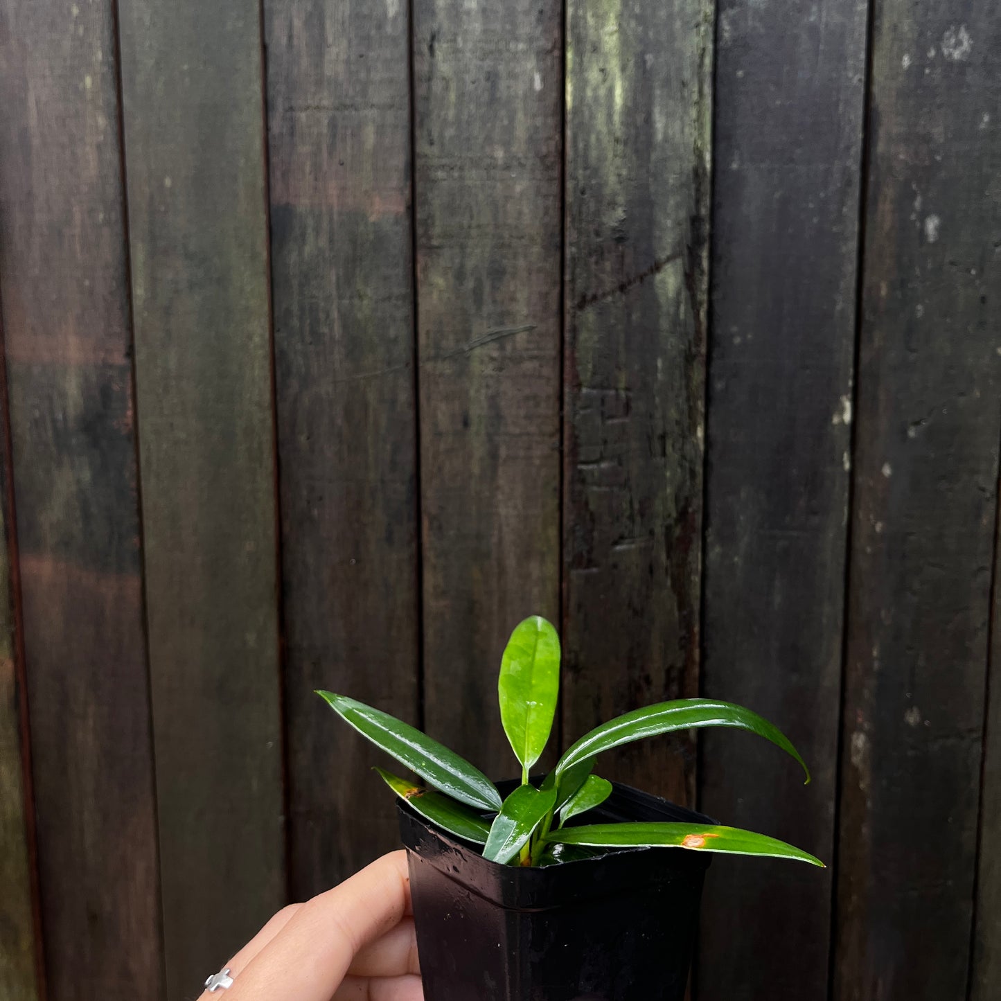 Anthurium Bakeri