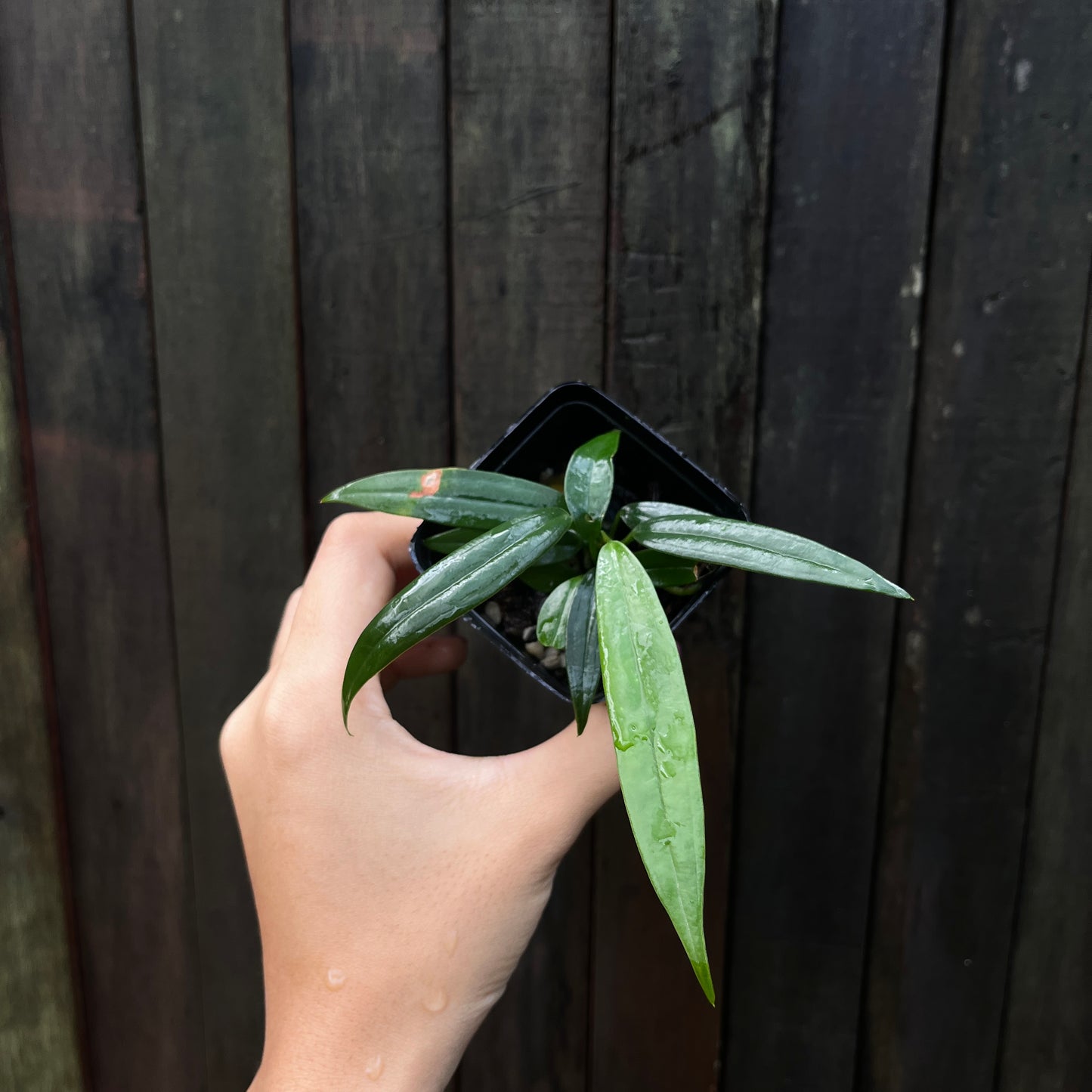 Anthurium Bakeri