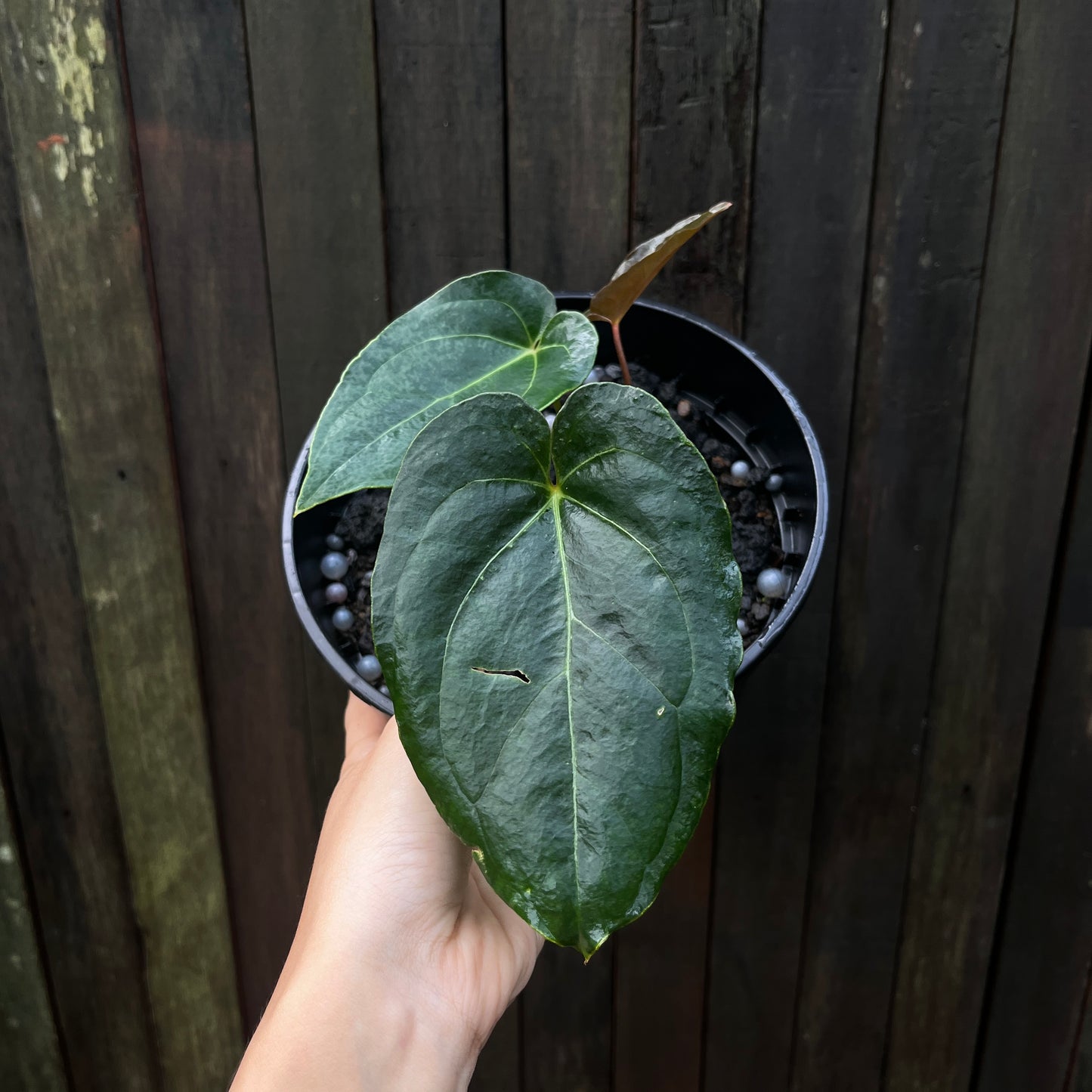 Anthurium Papillilaminum 'Blue' (A)