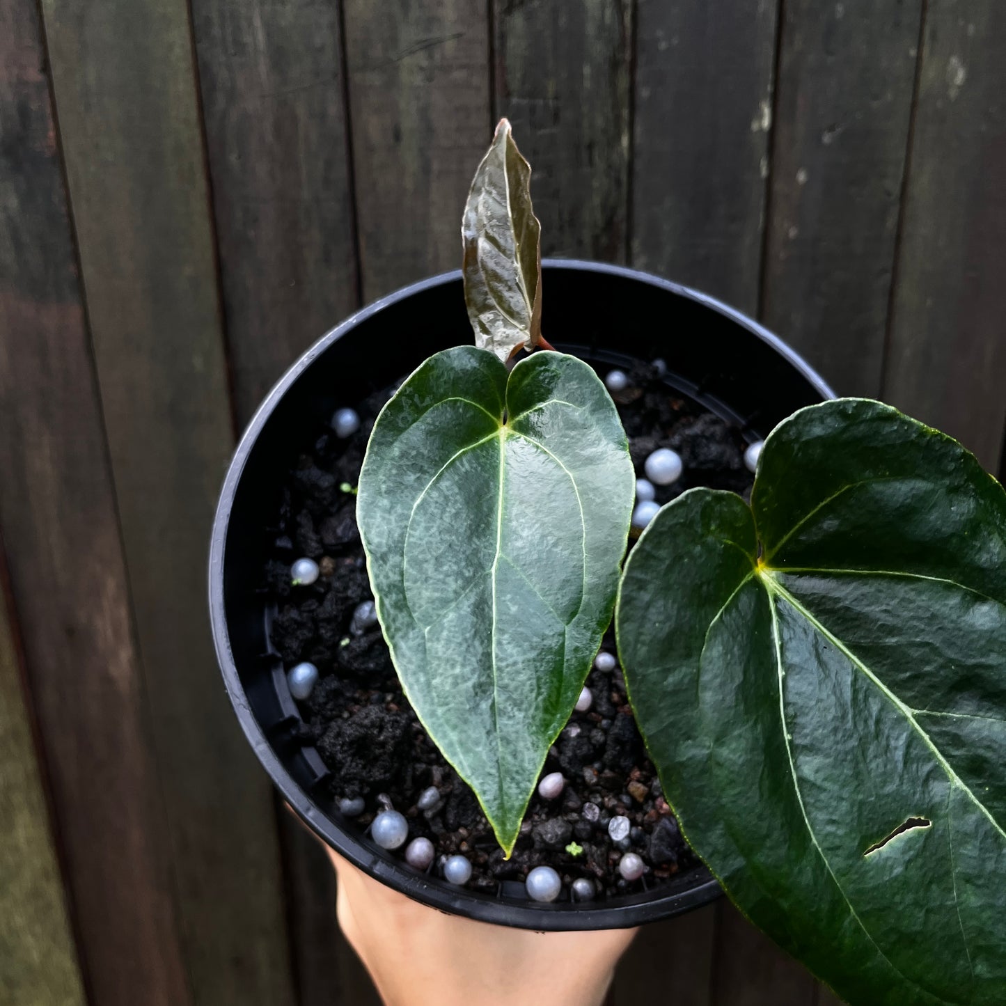 Anthurium Papillilaminum 'Blue' (A)
