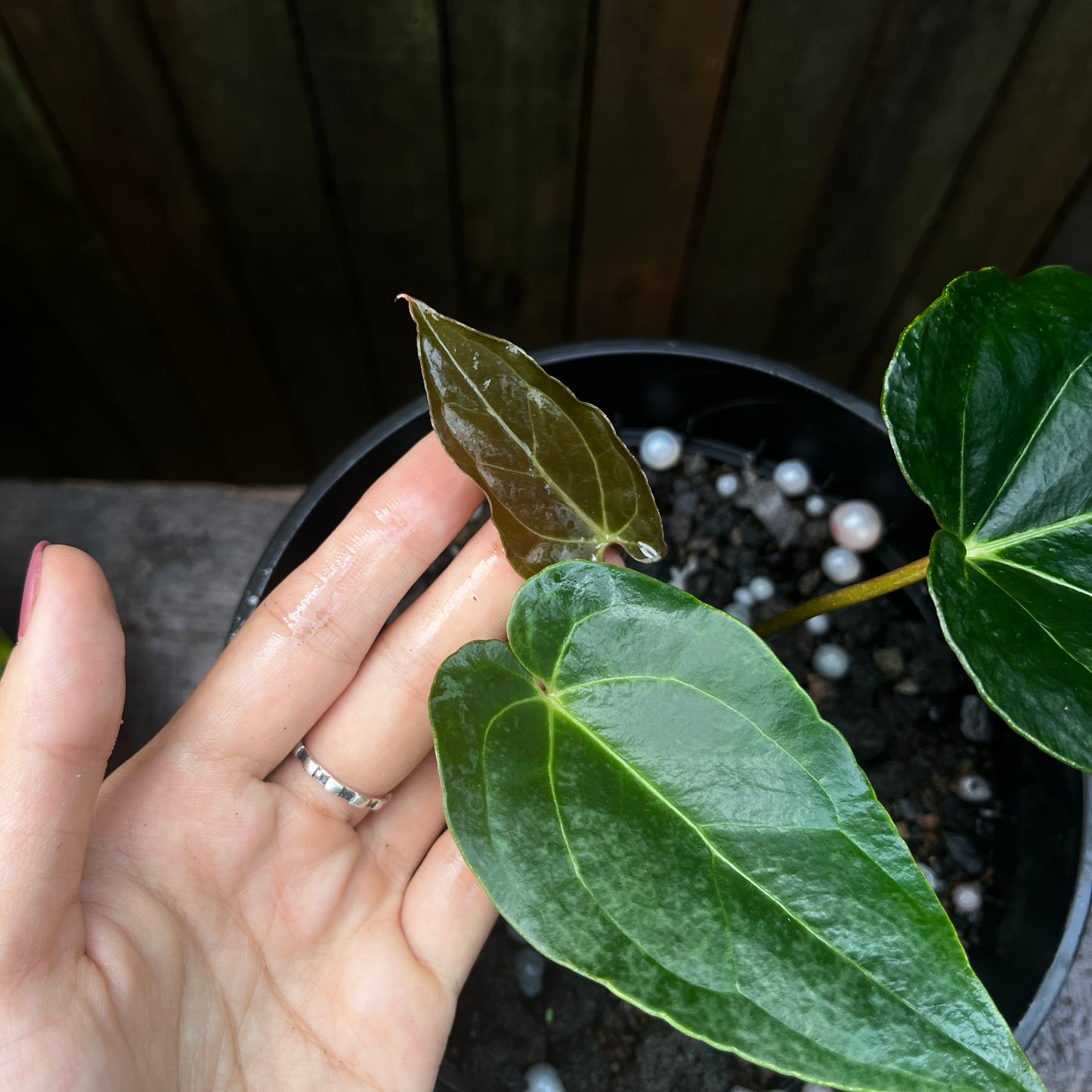 Anthurium Papillilaminum 'Blue' (A)