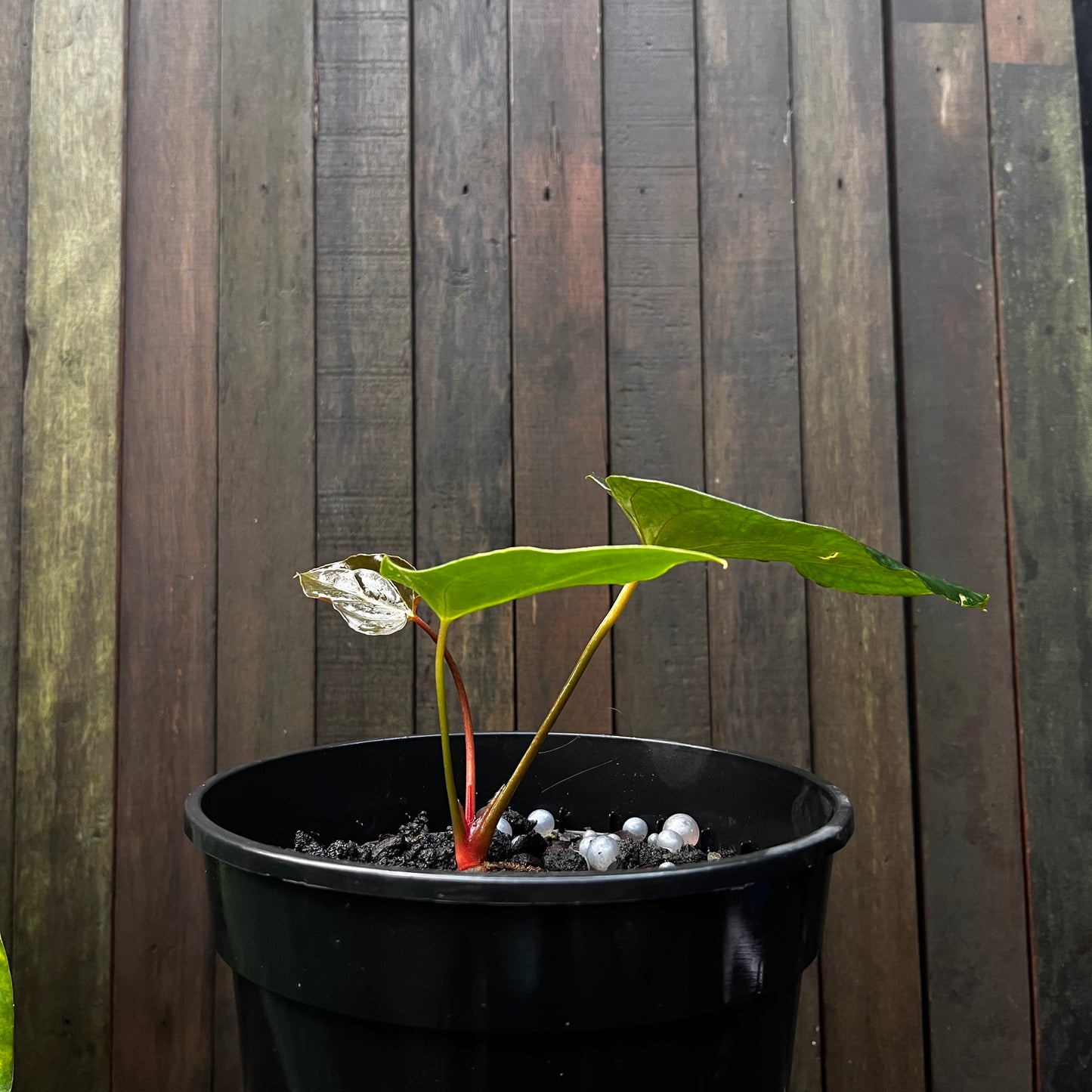Anthurium Papillilaminum 'Blue' (A)