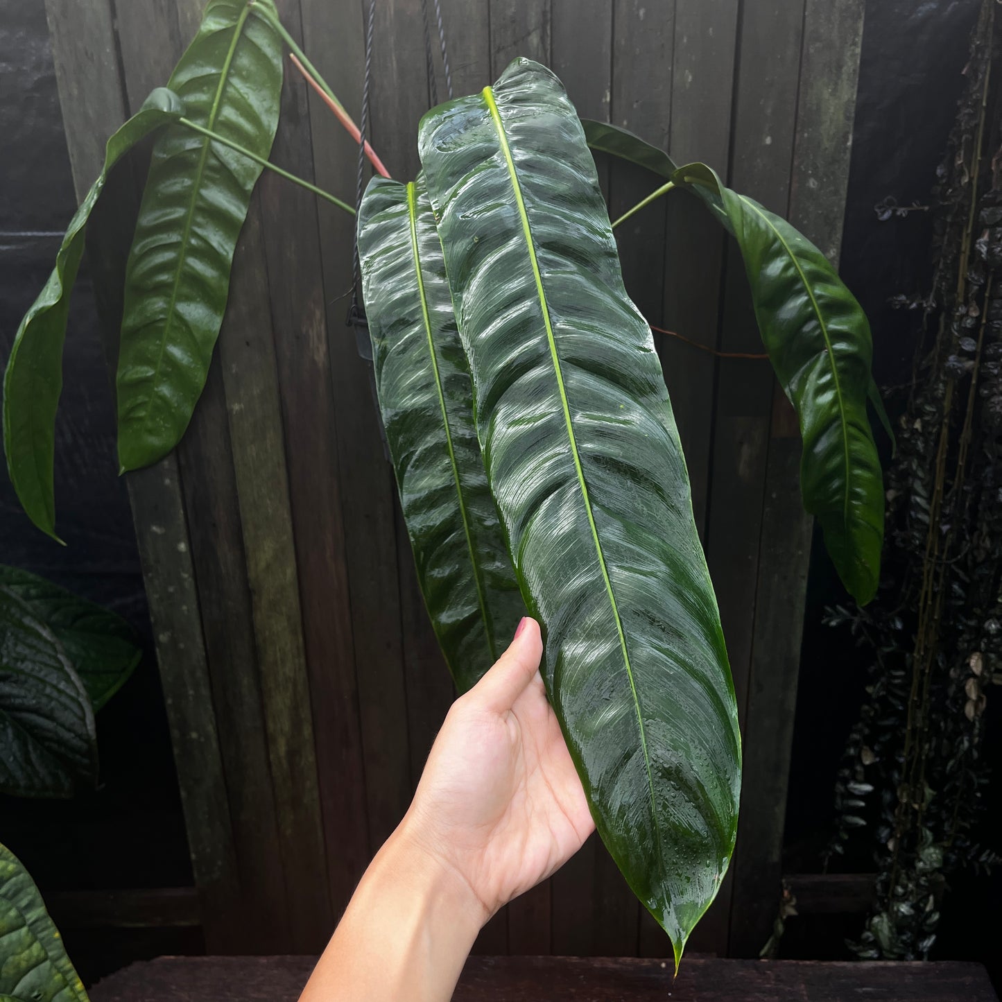 Philodendron Patriciae (B)