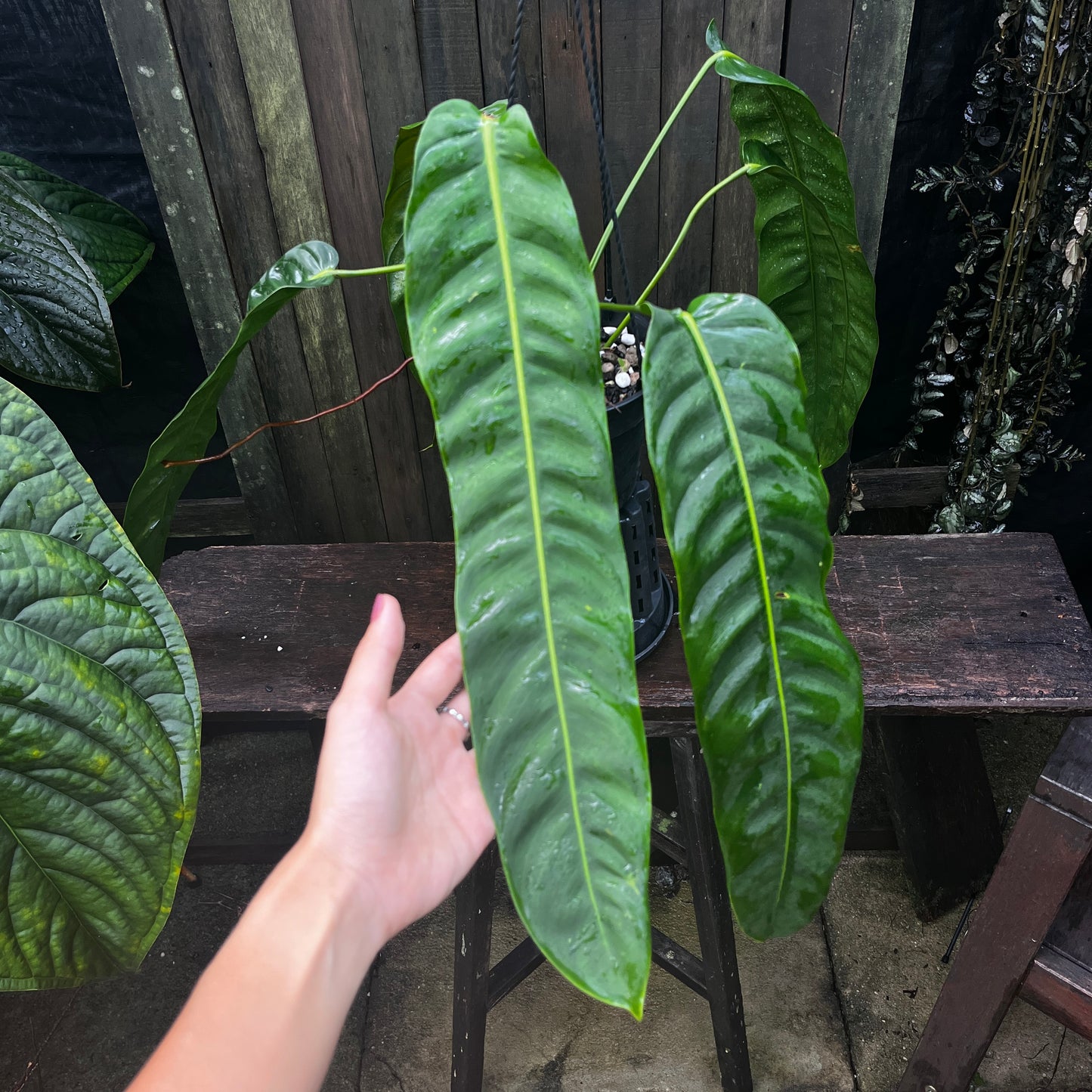 Philodendron Patriciae (B)