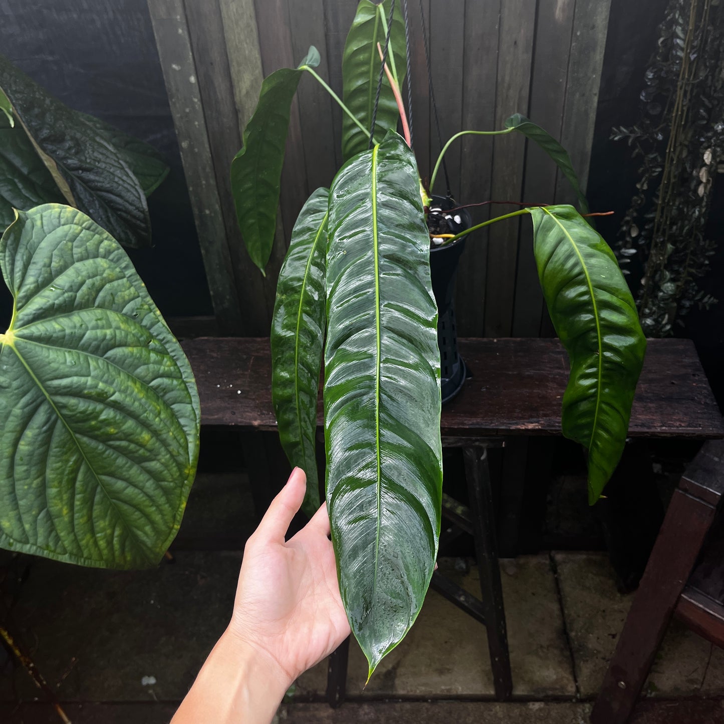 Philodendron Patriciae (B)