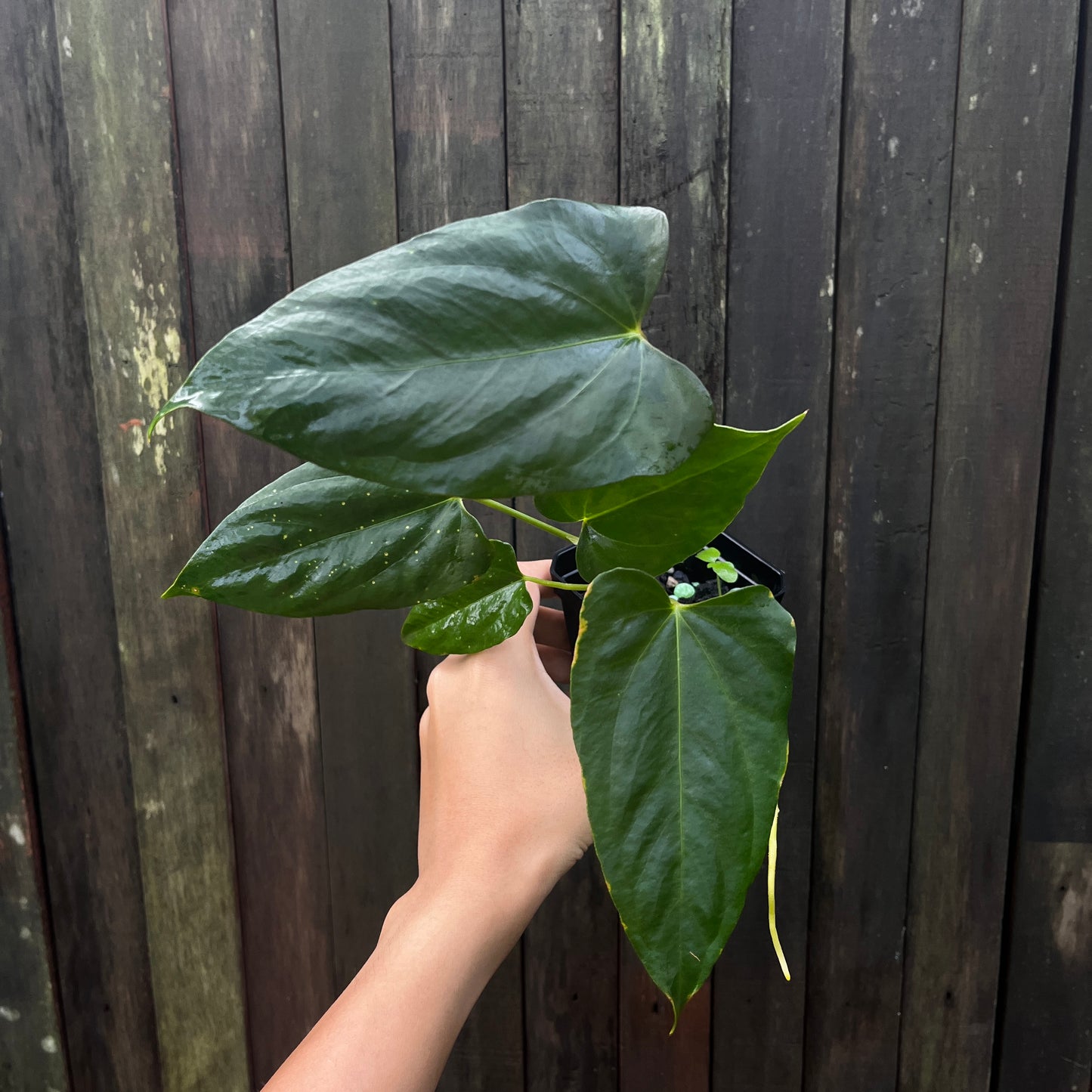 Anthurium 'Portillae x Vintage Papillilaminum'