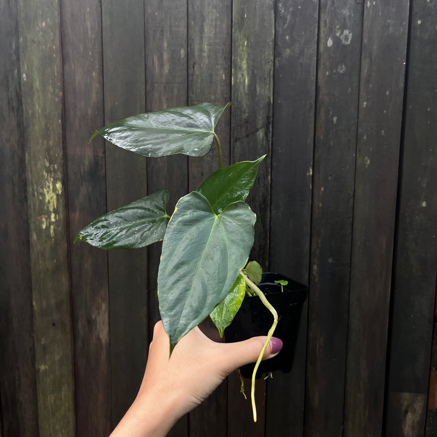 Anthurium 'Portillae x Vintage Papillilaminum'