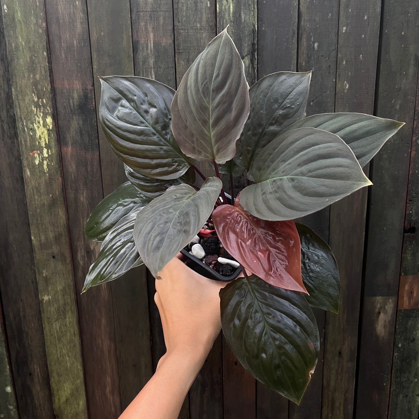 Homalomena Humilis aff (A)