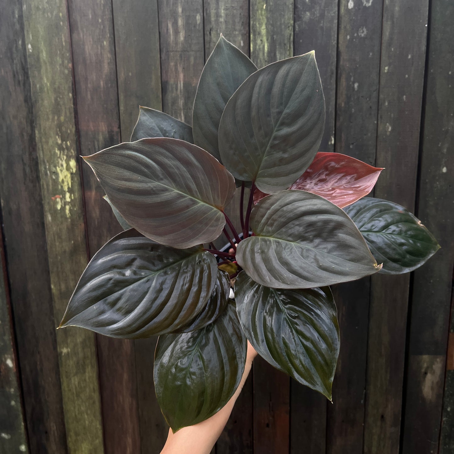Homalomena Humilis aff (A)