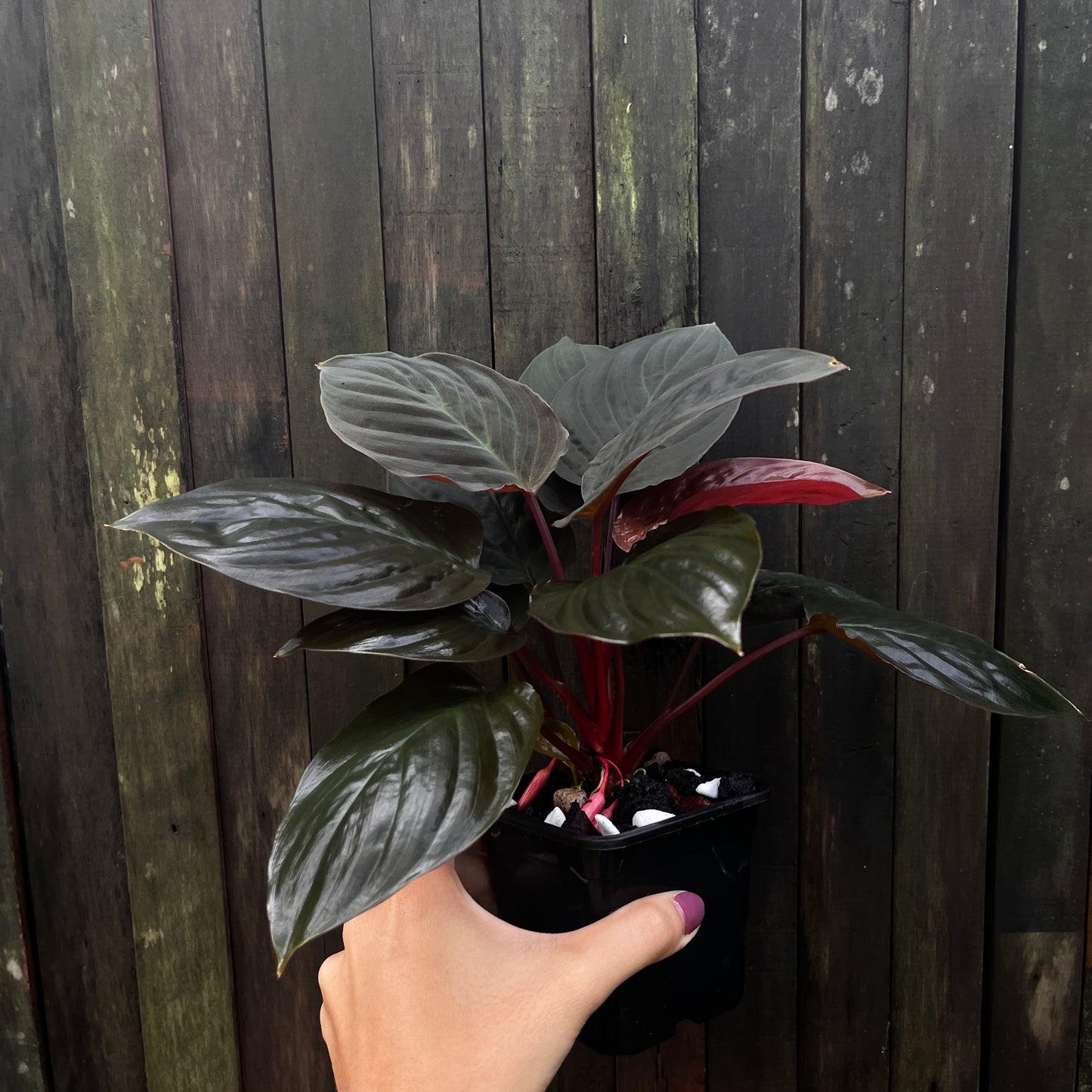 Homalomena Humilis aff (A)