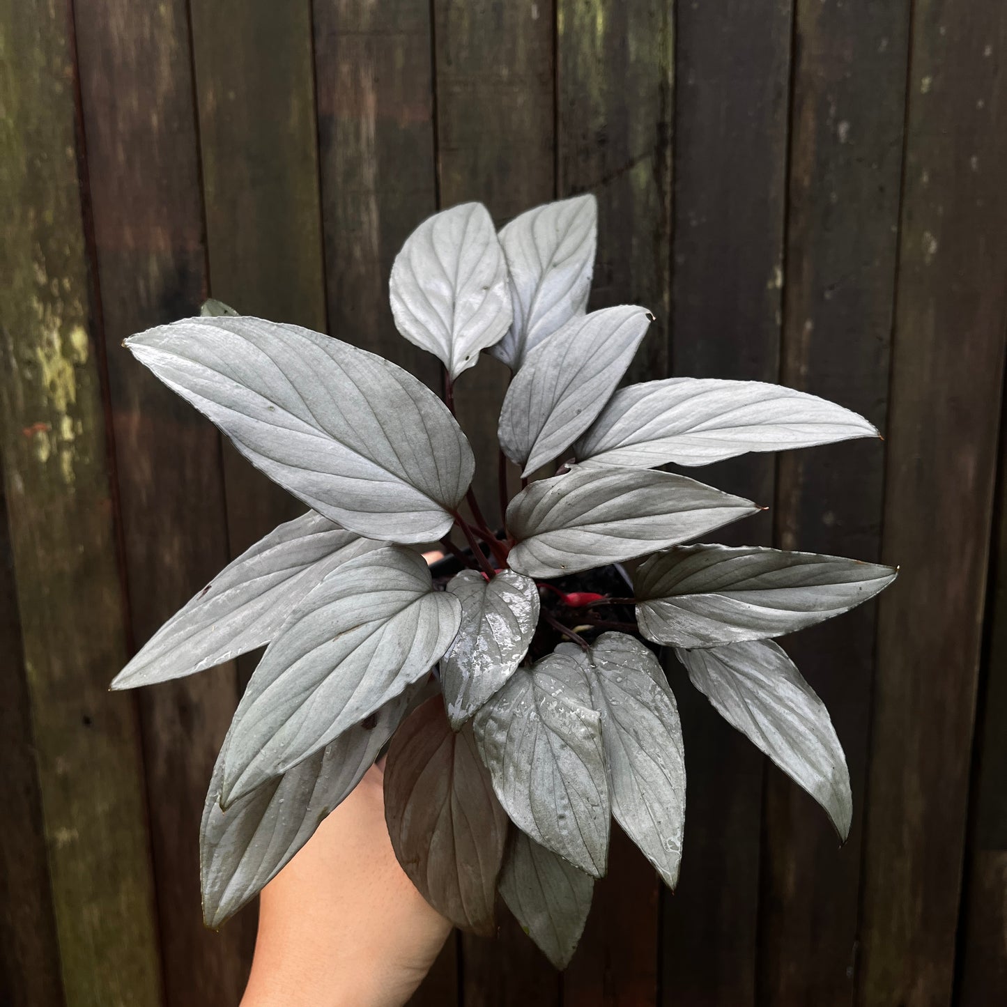 Homalomena sp Platinum
