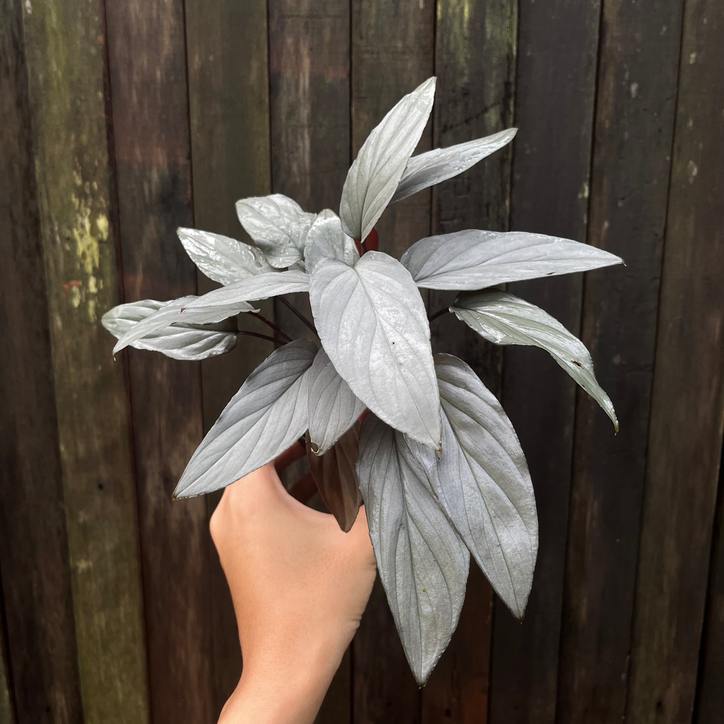 Homalomena sp Platinum
