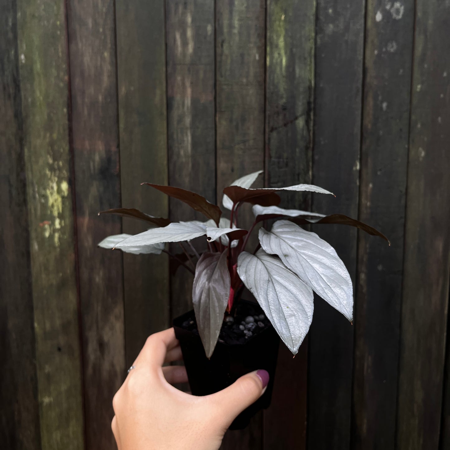 Homalomena sp Platinum