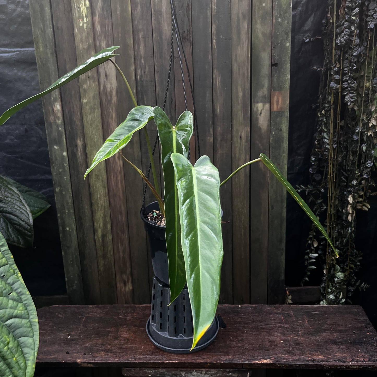 Philodendron Bernardopazii (Narrow)