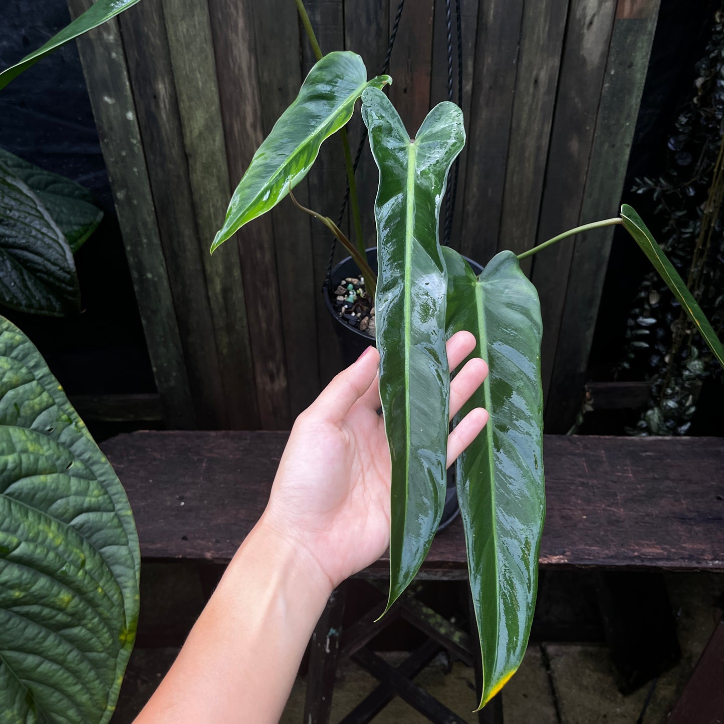 Philodendron Bernardopazii (Narrow)