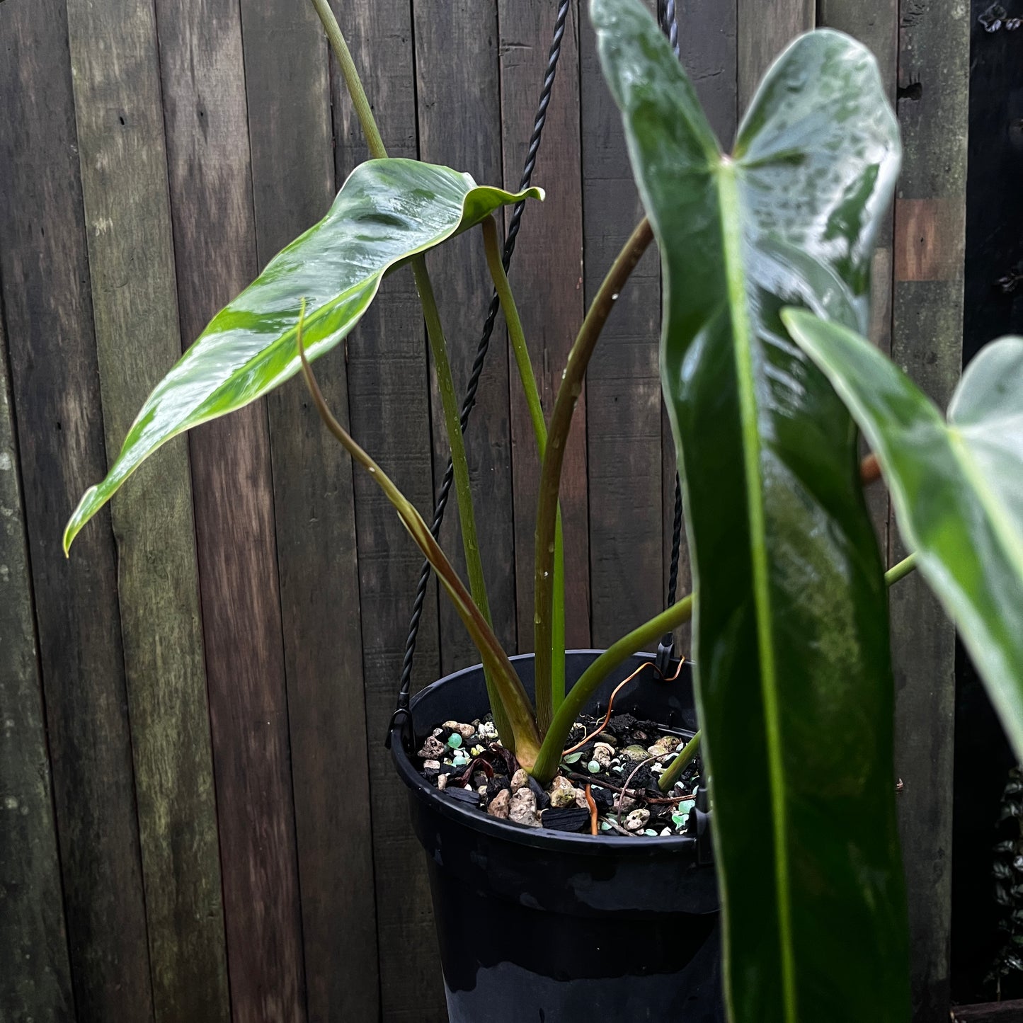 Philodendron Bernardopazii (Narrow)